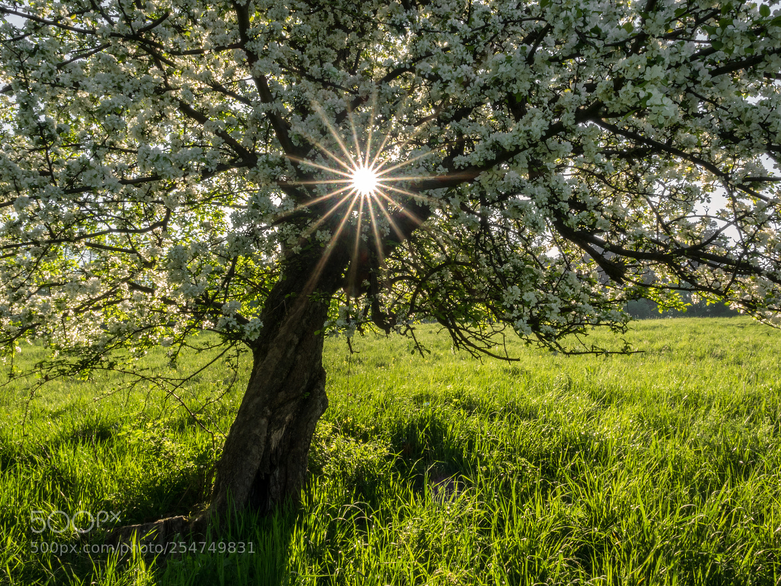 Sony Cyber-shot DSC-RX10 III sample photo. A perfect sunny spring photography