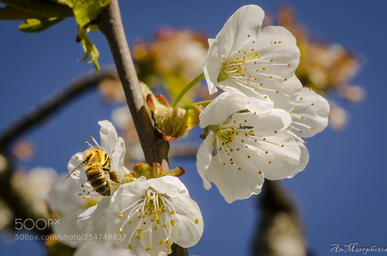 Nikon D7000 sample photo. Bzzzzzz photography