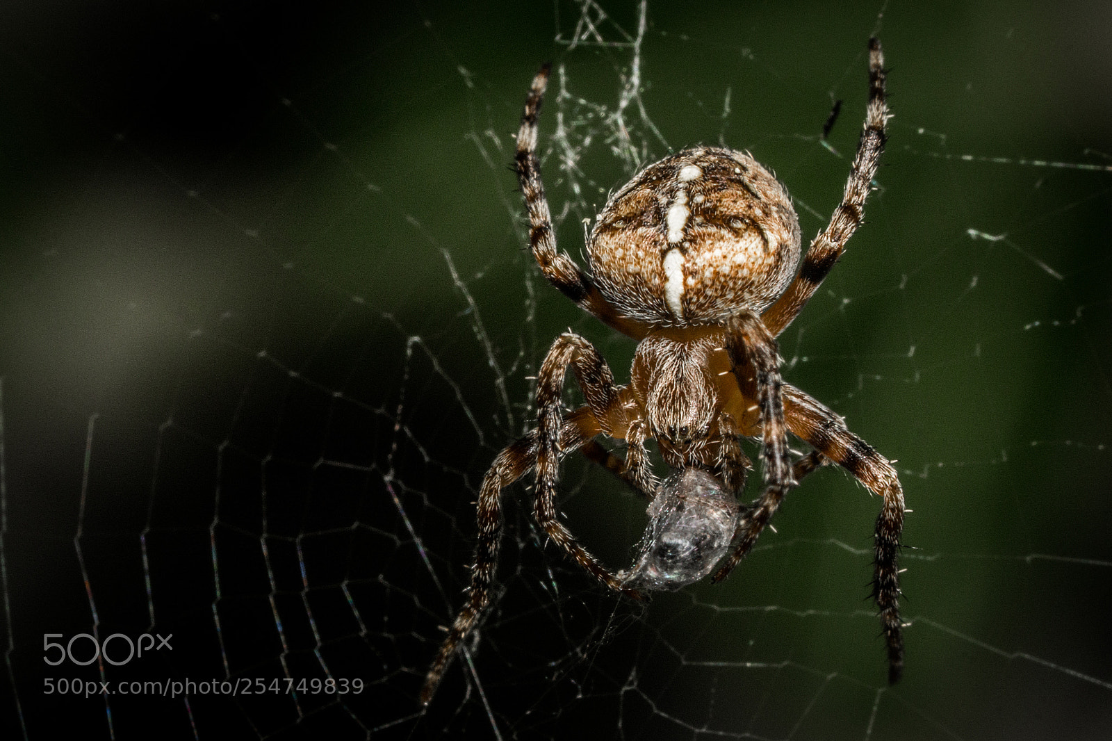Sony a6000 sample photo. Cross spider ii photography