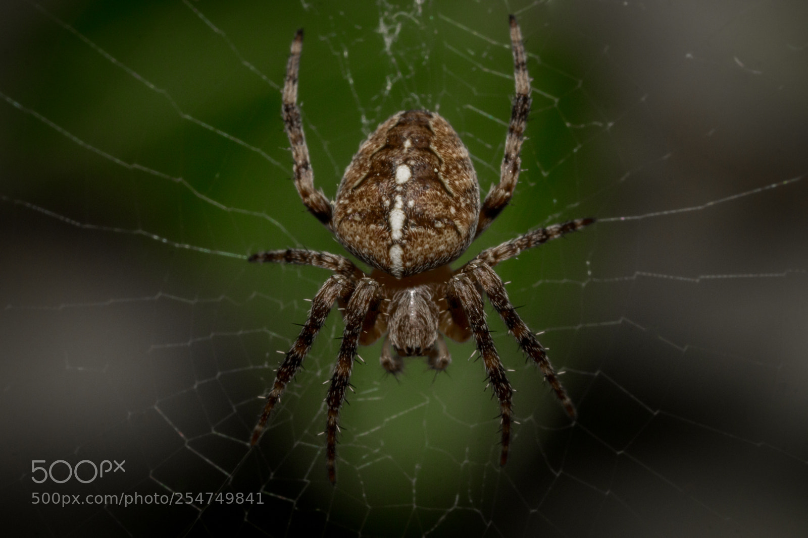 Sony a6000 sample photo. Cross spider i photography