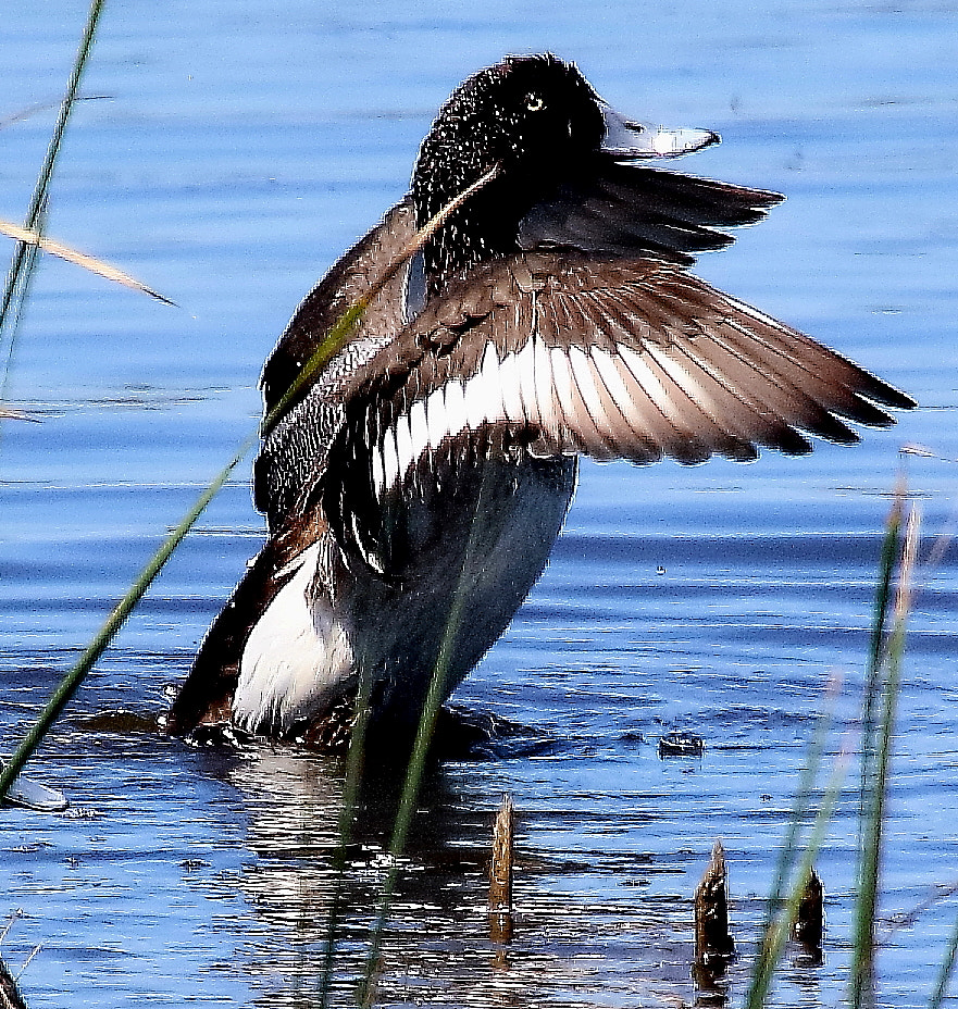 Canon EOS 7D Mark II sample photo. Ducks photography