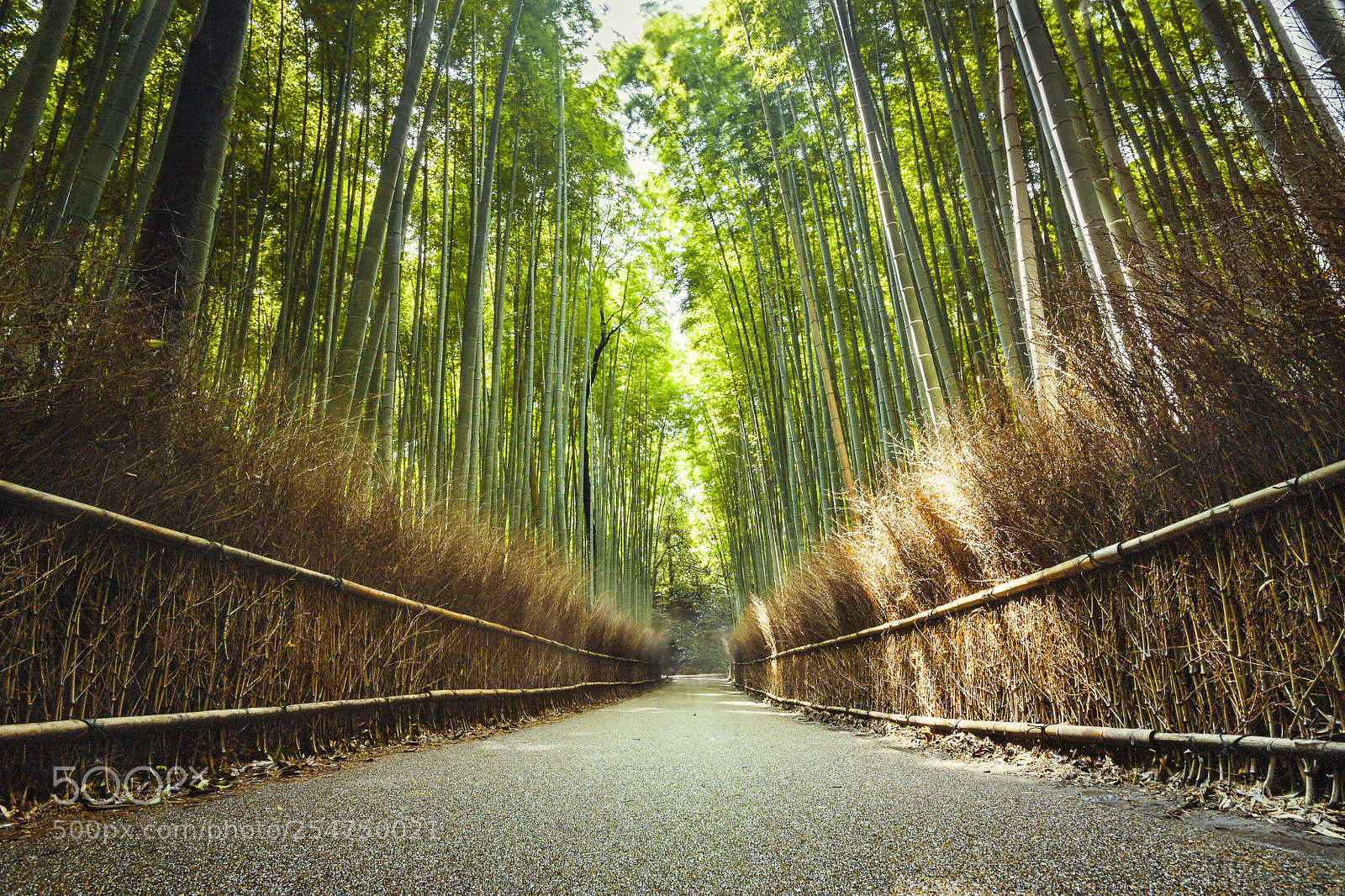 Canon EOS 450D (EOS Rebel XSi / EOS Kiss X2) sample photo. Arashiyama bamboo forest photography
