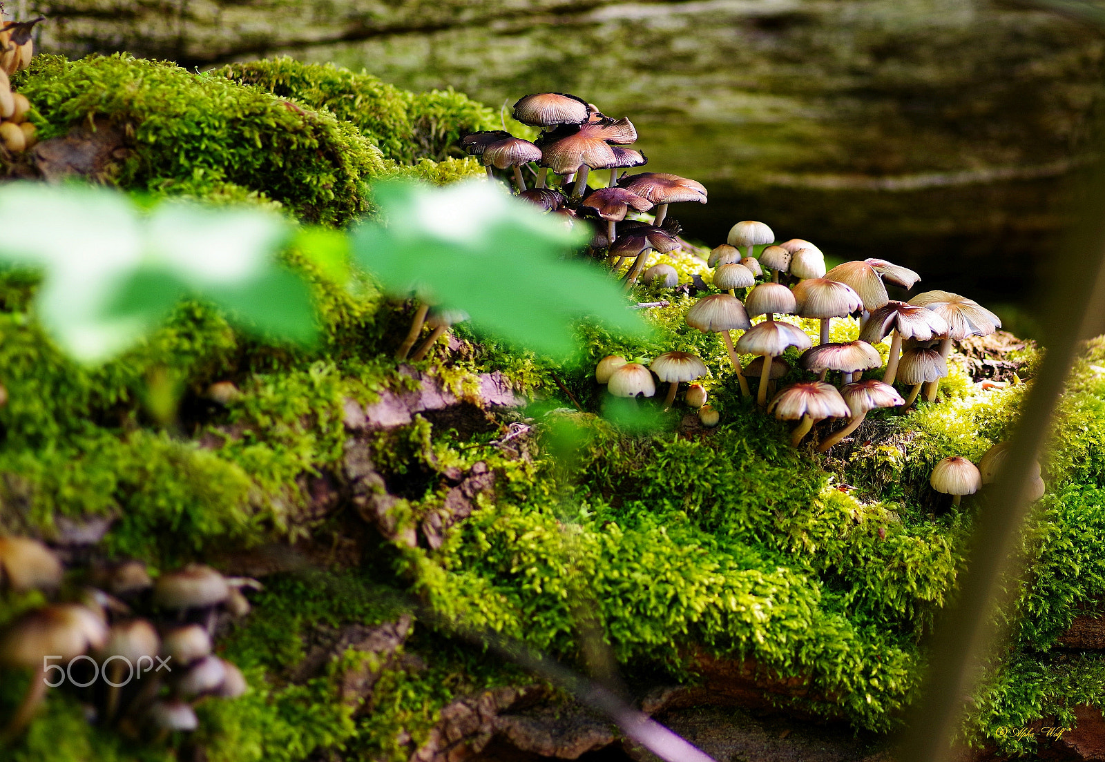 Pentax K-1 sample photo. Mushrooms photography