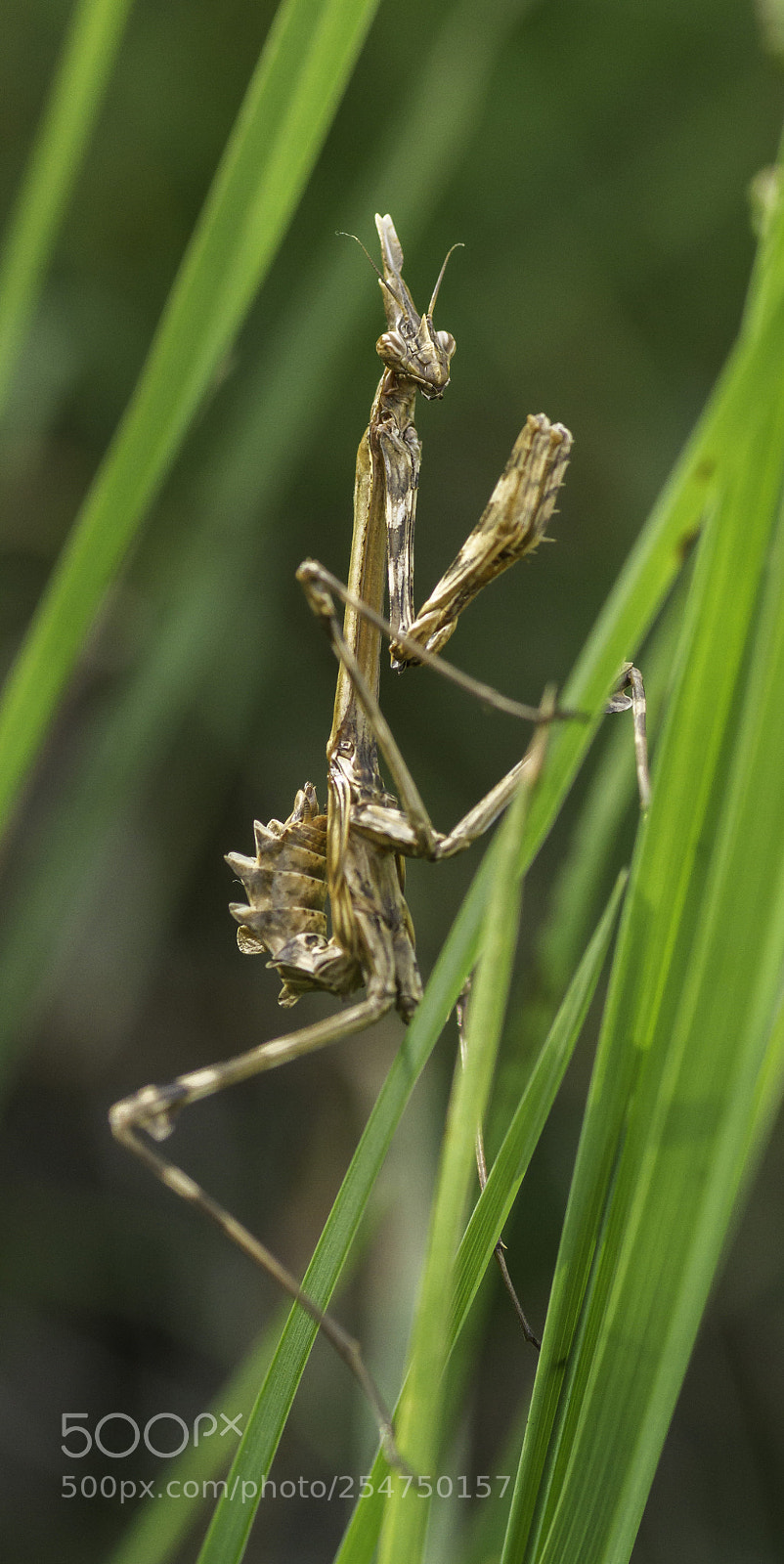 Canon EOS 7D sample photo. Mg photography