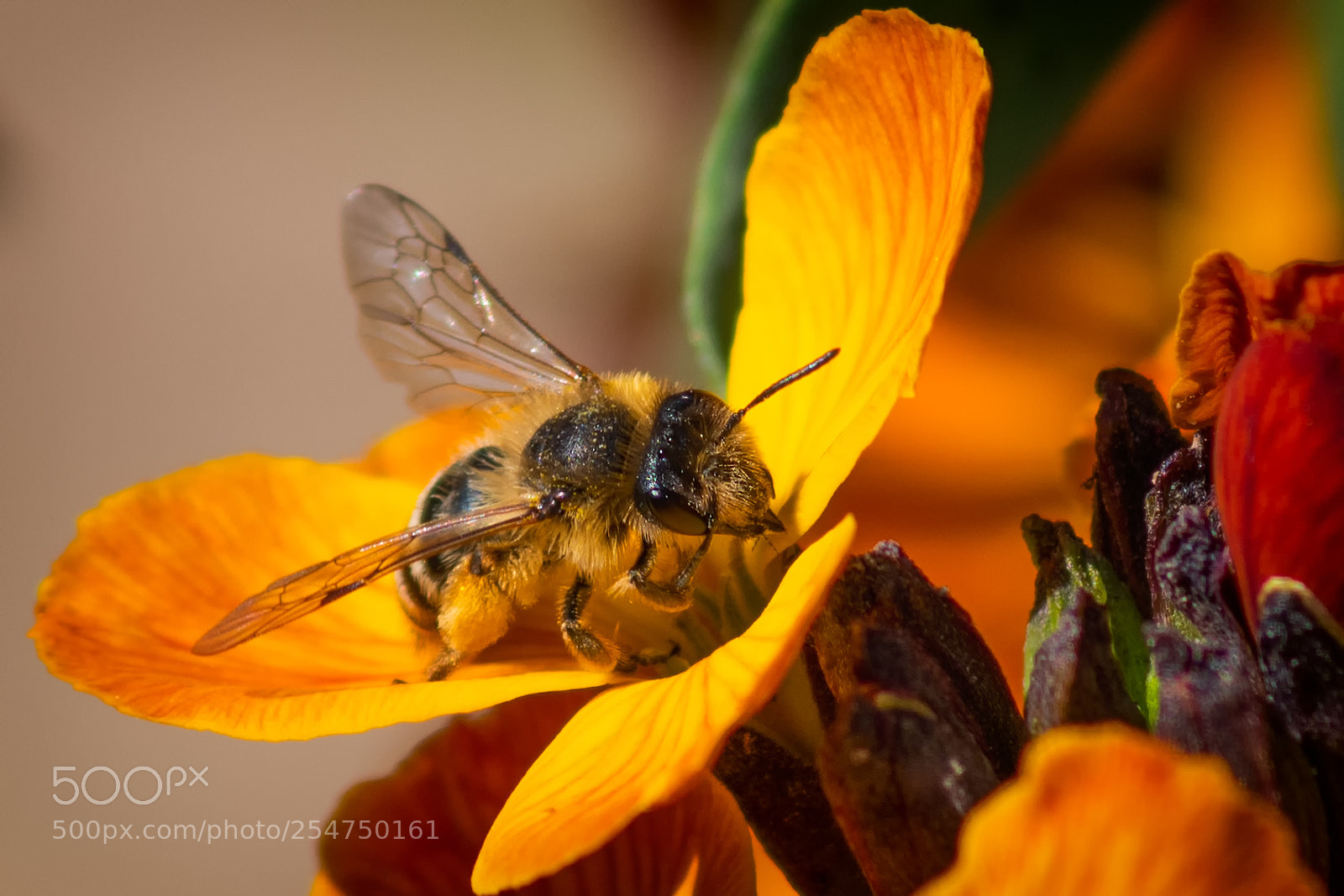 Nikon D850 sample photo. Bee photography