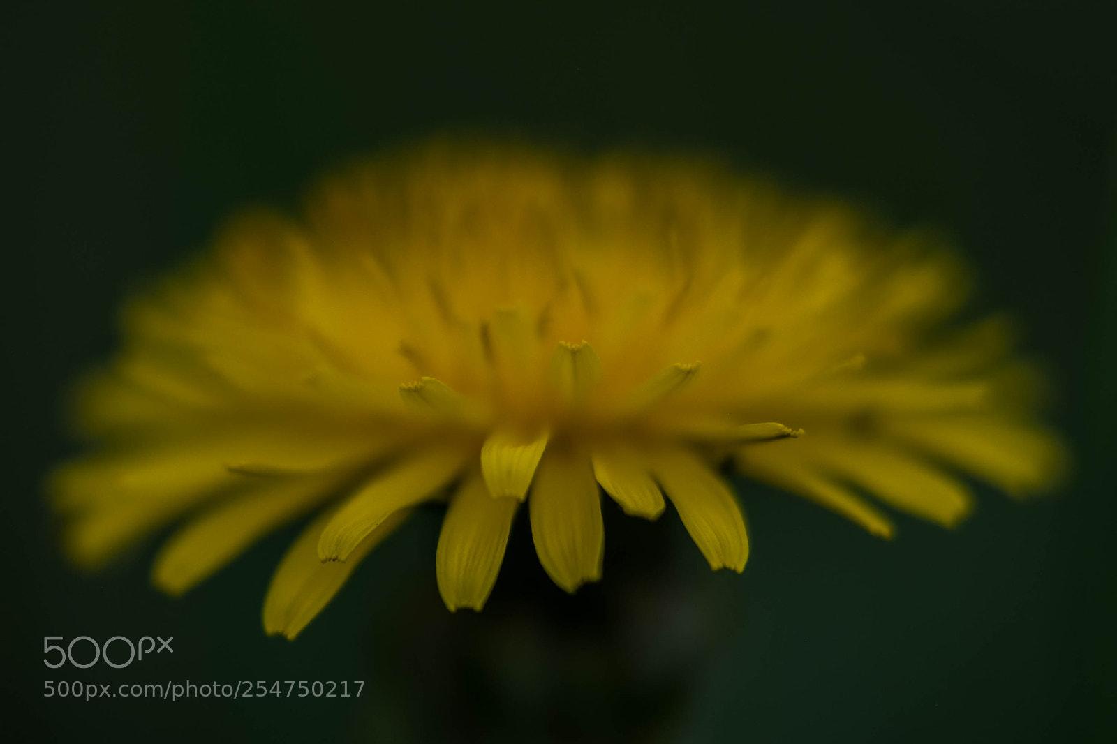 Fujifilm X-Pro2 sample photo. Desvanece photography