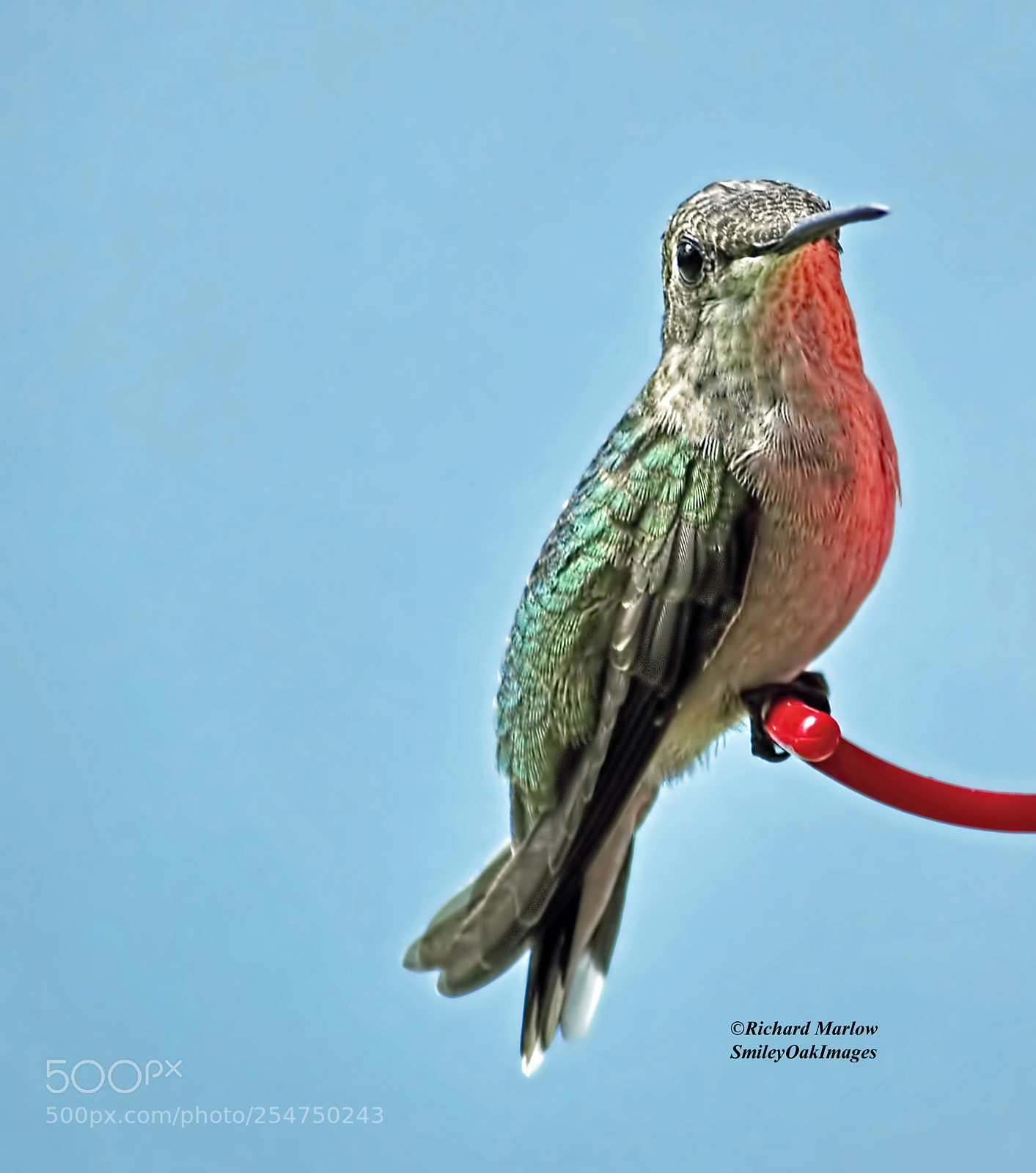 Nikon D5000 sample photo. Hummingbird photography