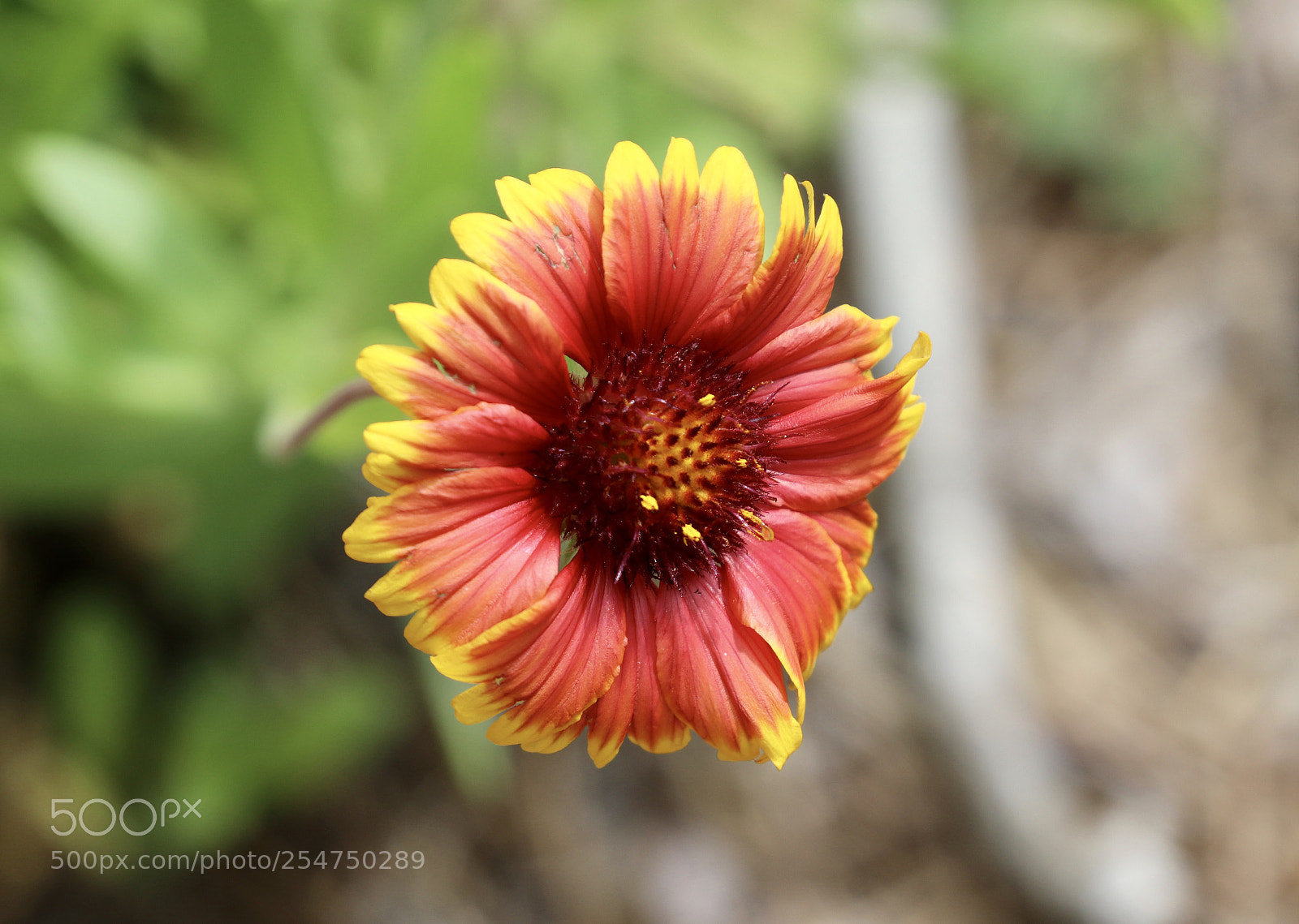 Canon EOS 80D sample photo. Wild flower photography