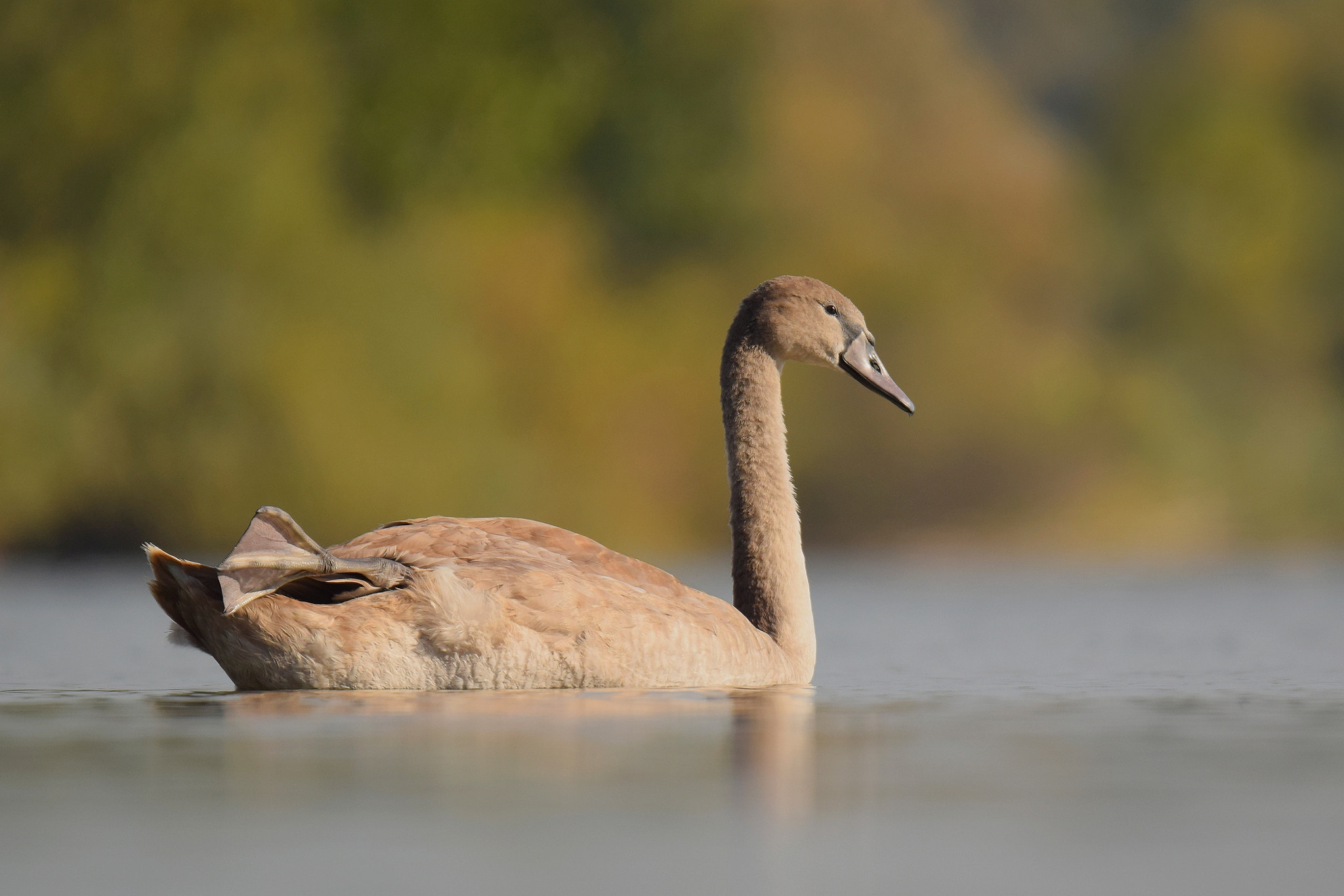 Nikon D5300 sample photo. Young swan photography