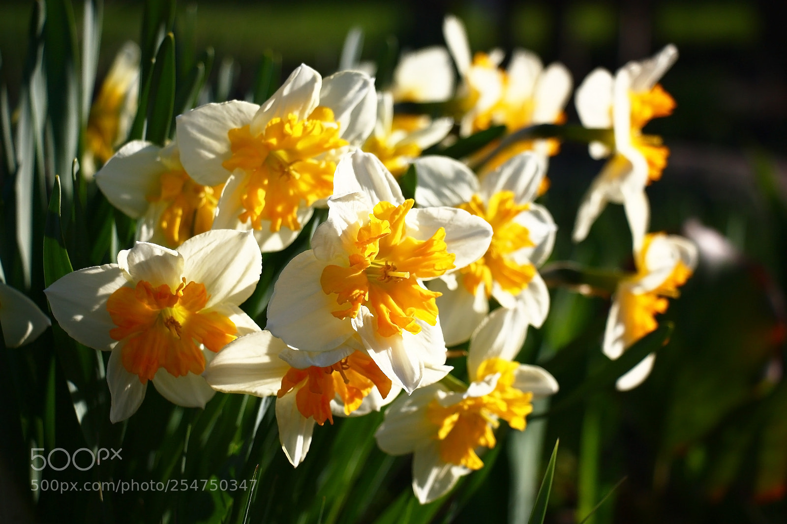Canon EOS 450D (EOS Rebel XSi / EOS Kiss X2) sample photo. Narcissuses in the morning. photography