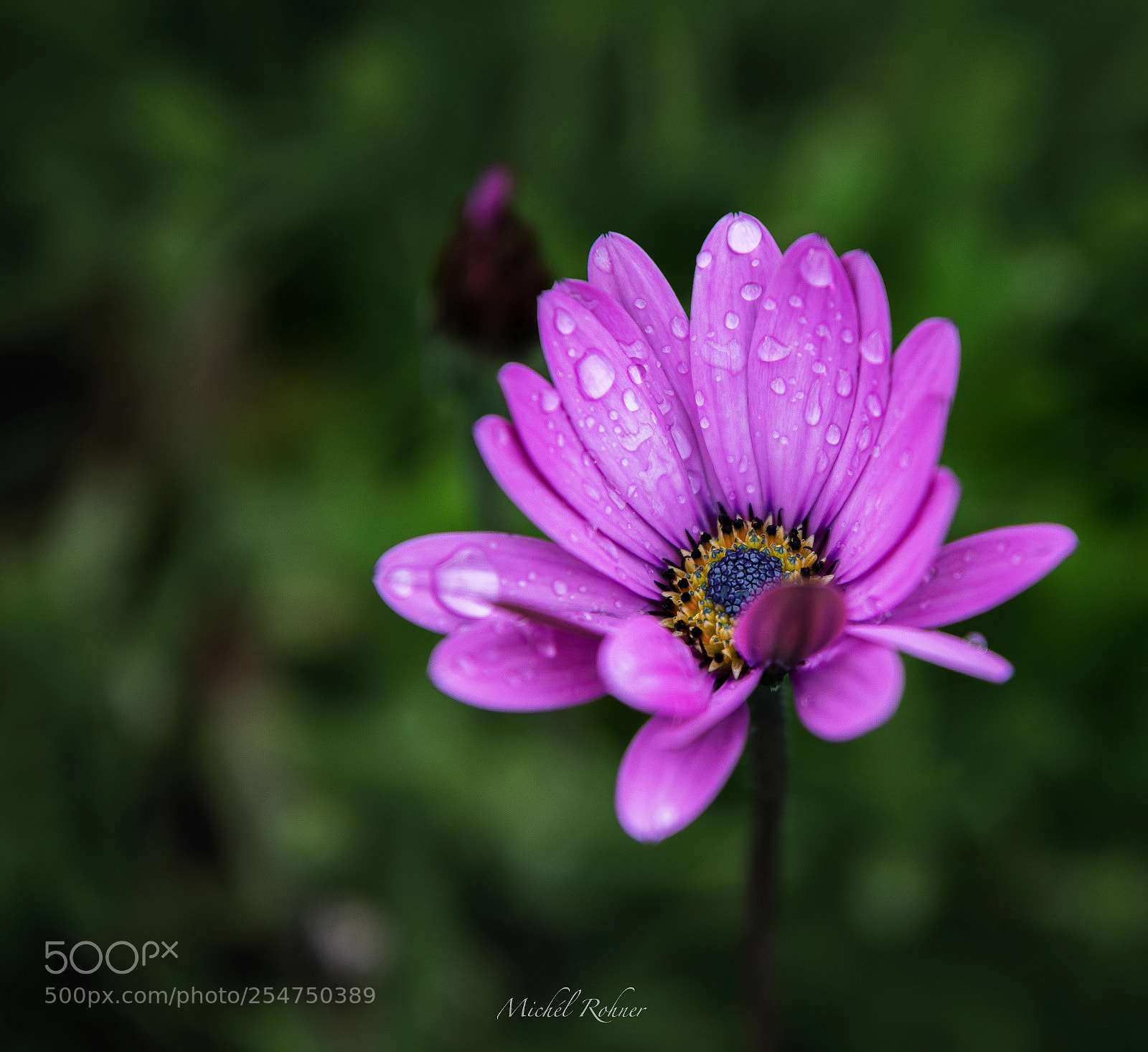 Nikon D800 sample photo. Drops photography