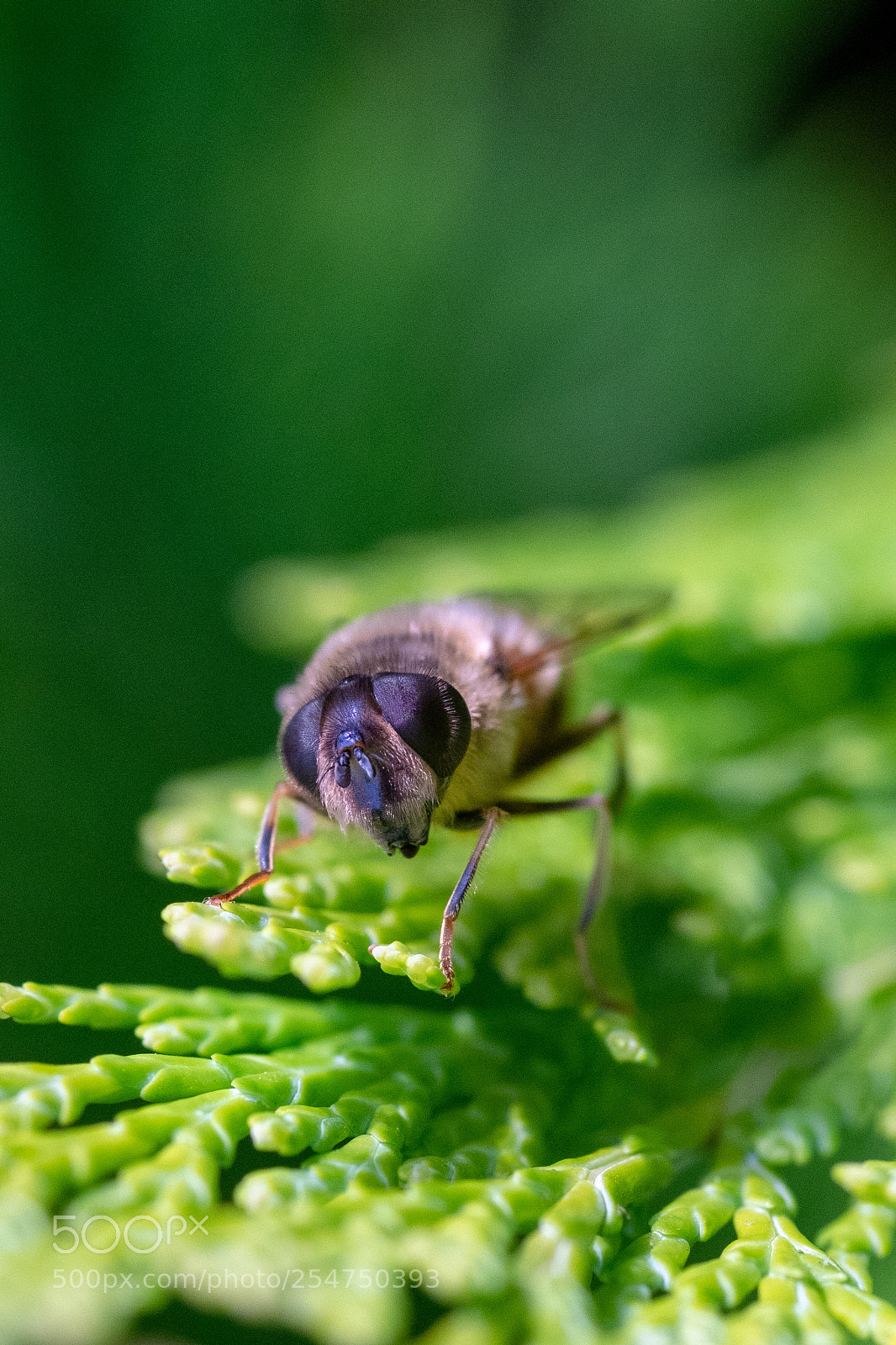 Fujifilm X-Pro1 sample photo. Garden life photography