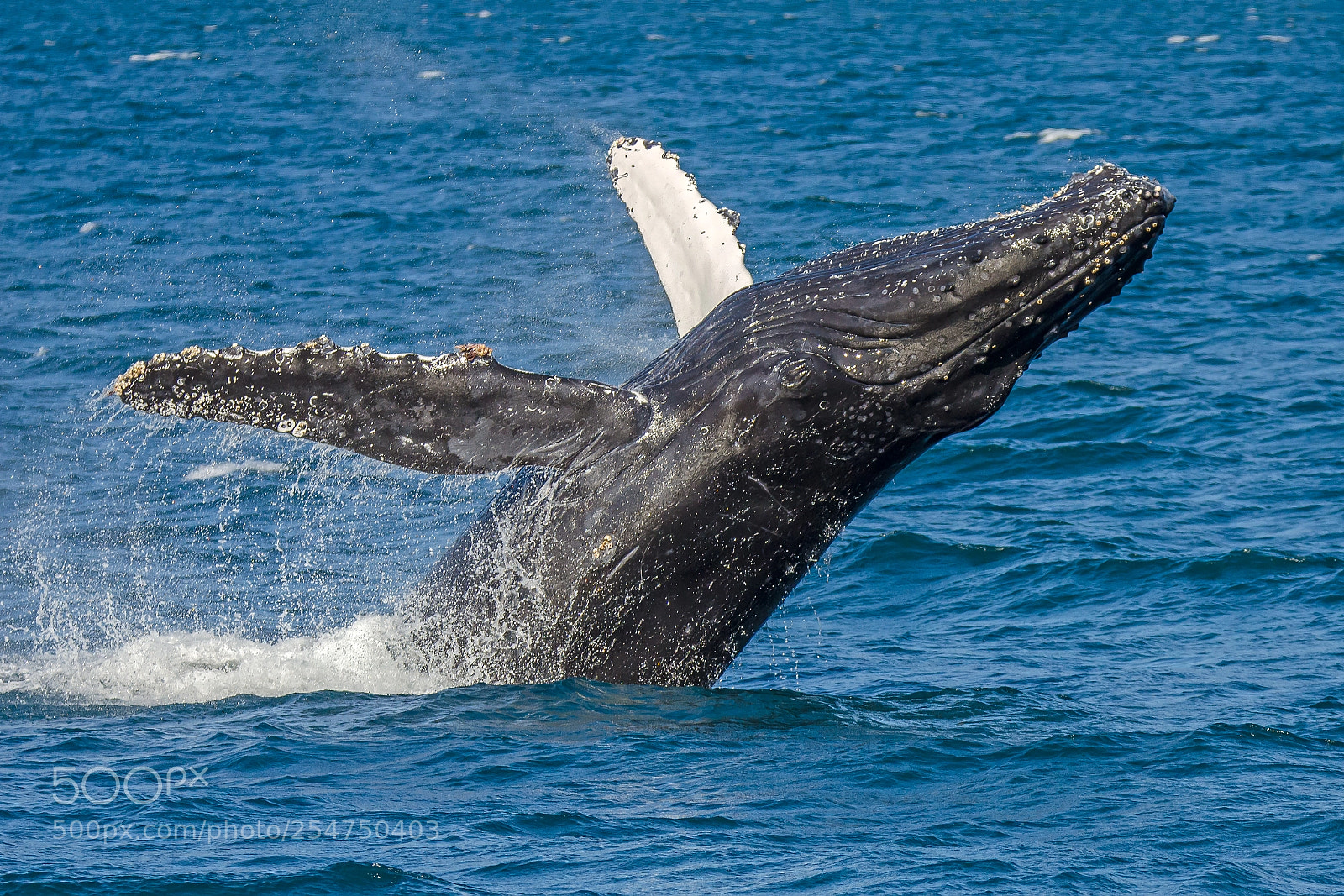 Nikon D7000 sample photo. Almost airborne photography