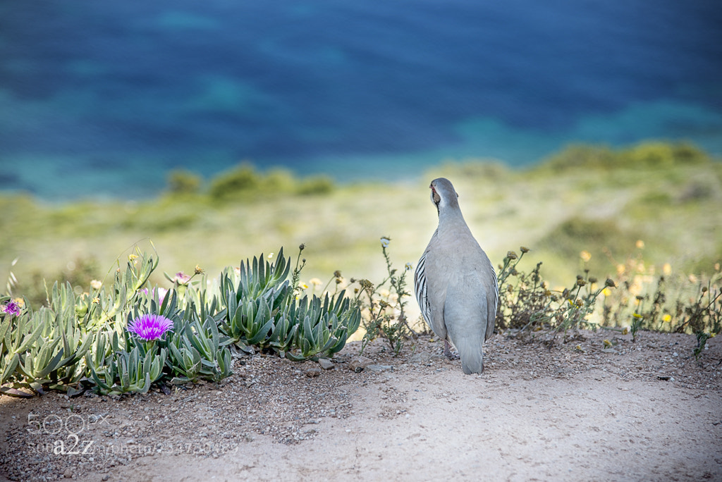 Nikon D610 sample photo. Partridge view photography