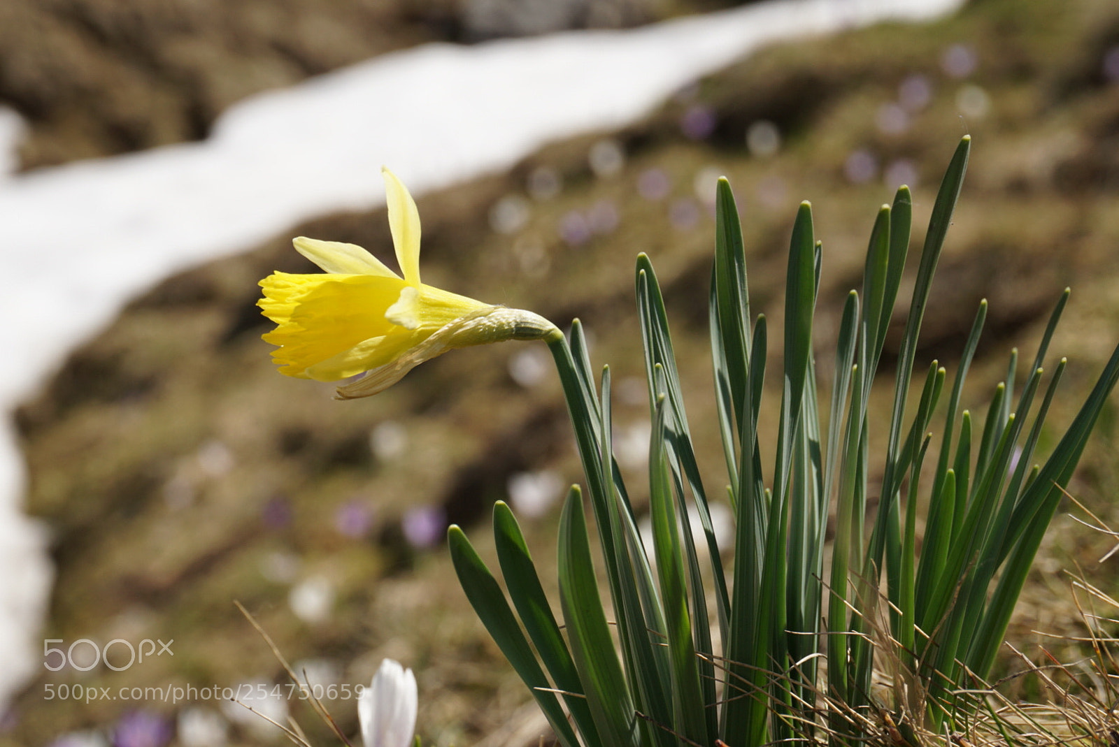 Sony a6000 sample photo. Jonquille photography