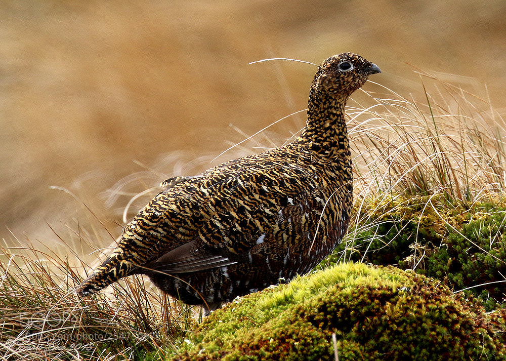 Canon EOS 7D Mark II sample photo. Female red grouse photography