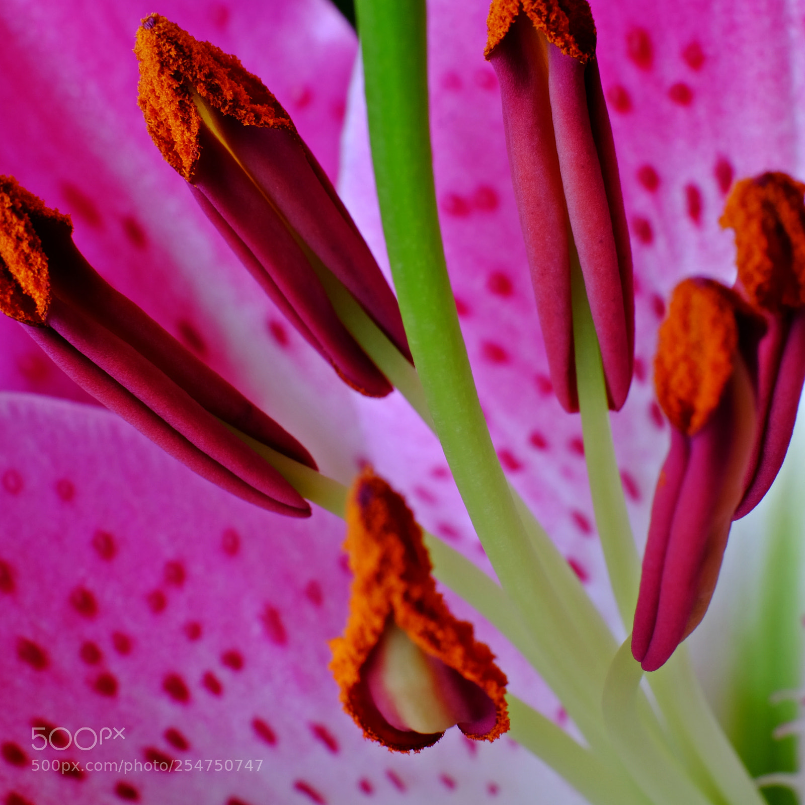 Fujifilm X-T10 sample photo. Inside a lilly photography