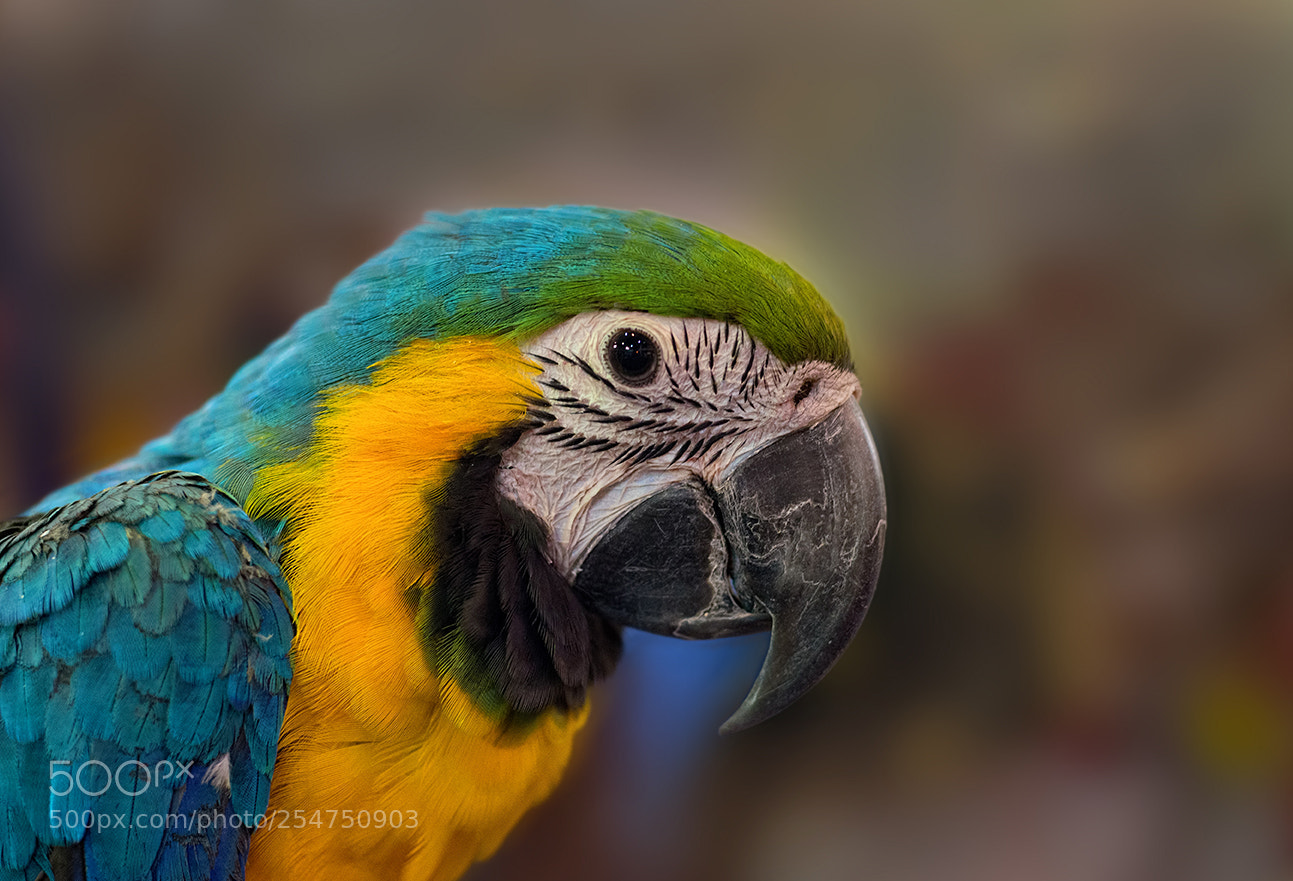 Nikon D610 sample photo. Green & yellow macaw... photography