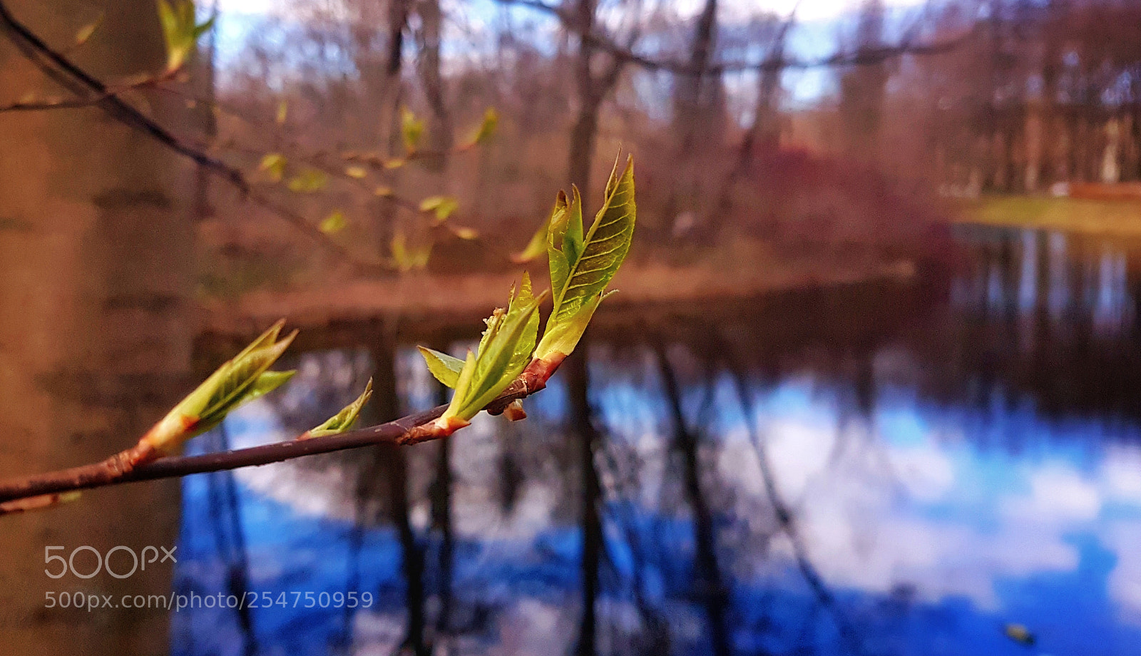 Samsung Galaxy S7 Edge sample photo. First to open photography