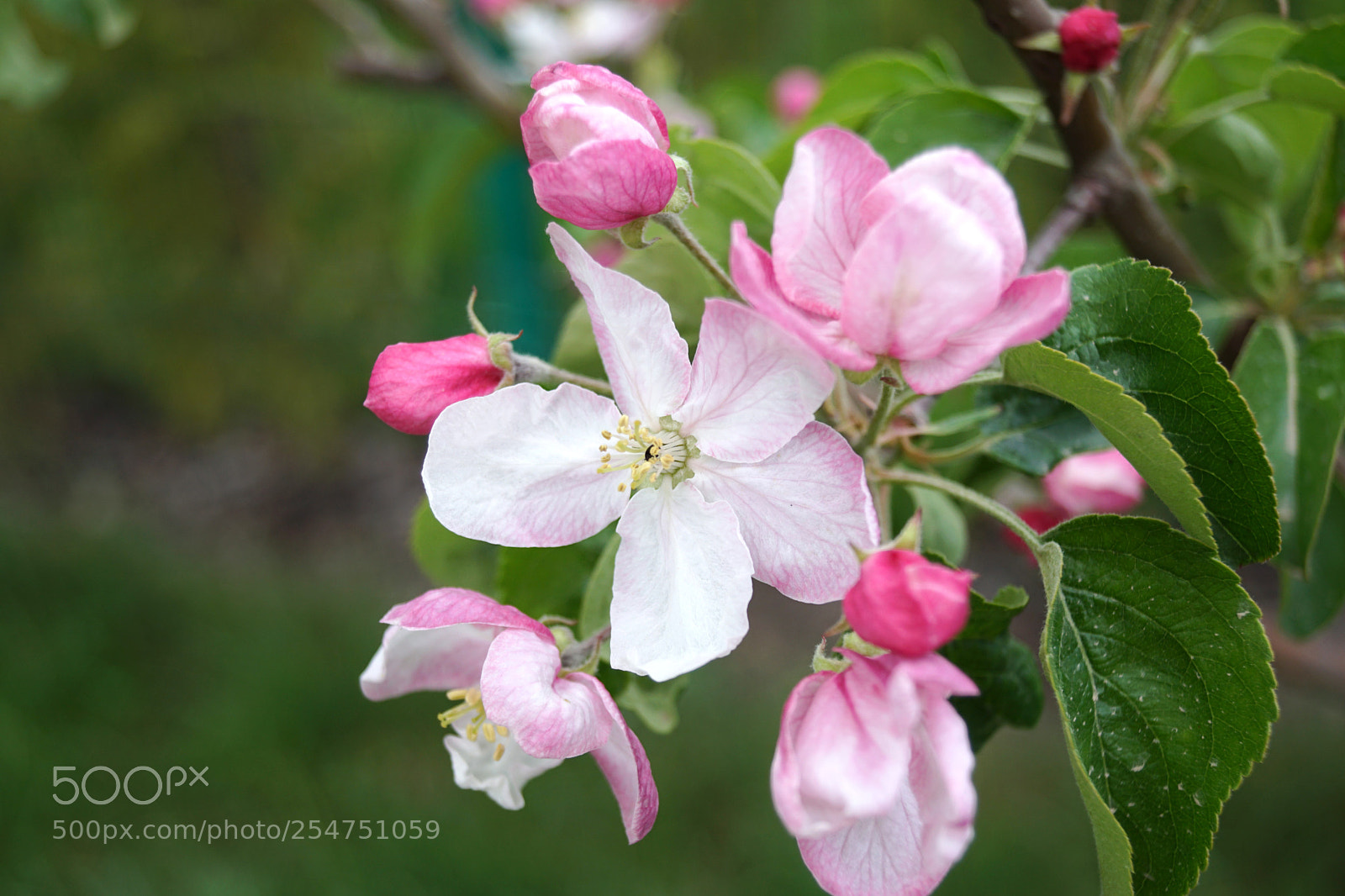 Sony SLT-A68 sample photo. The beautiful colors of photography
