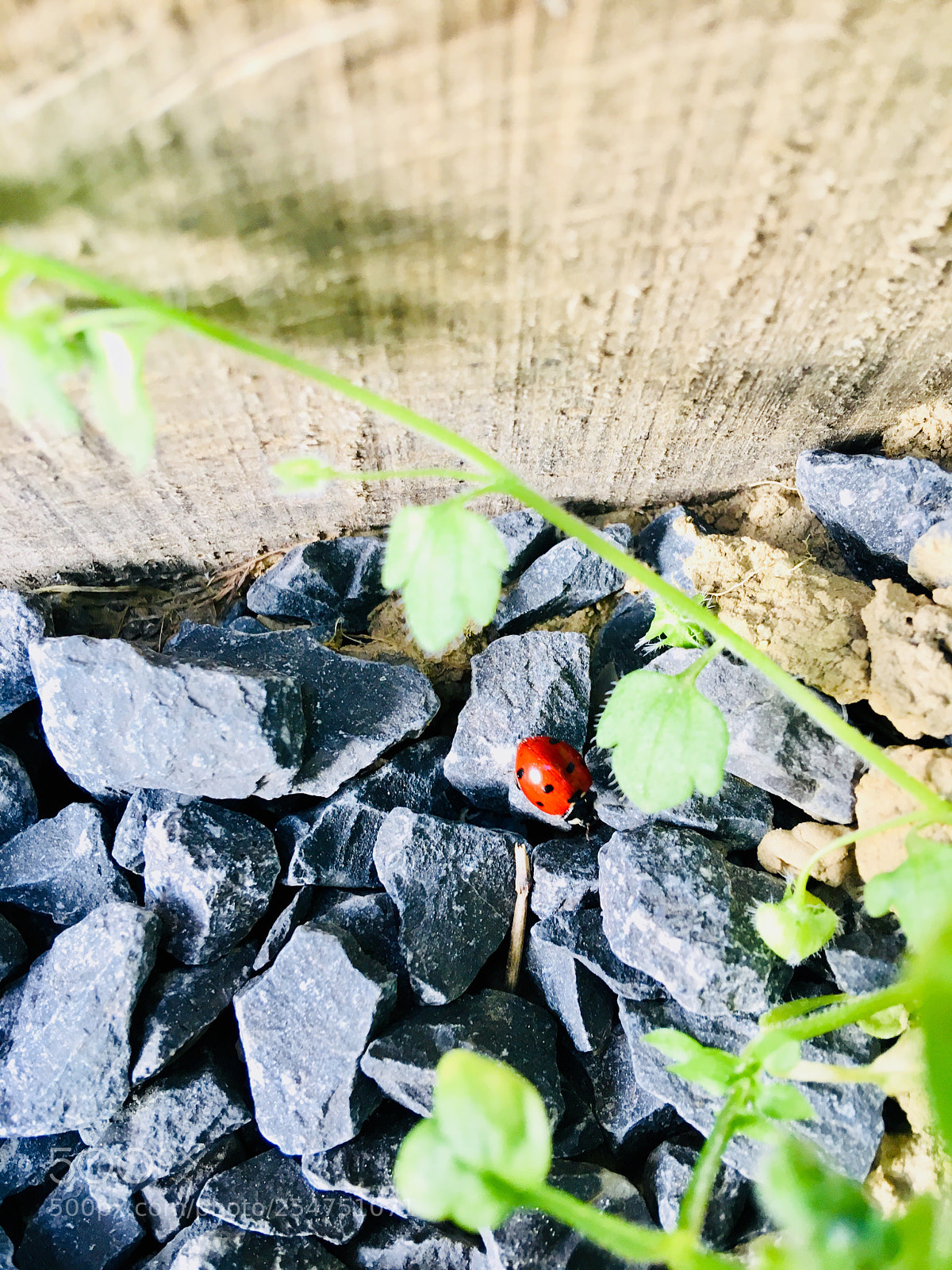 Apple iPhone 6s Plus sample photo. Untitled photography