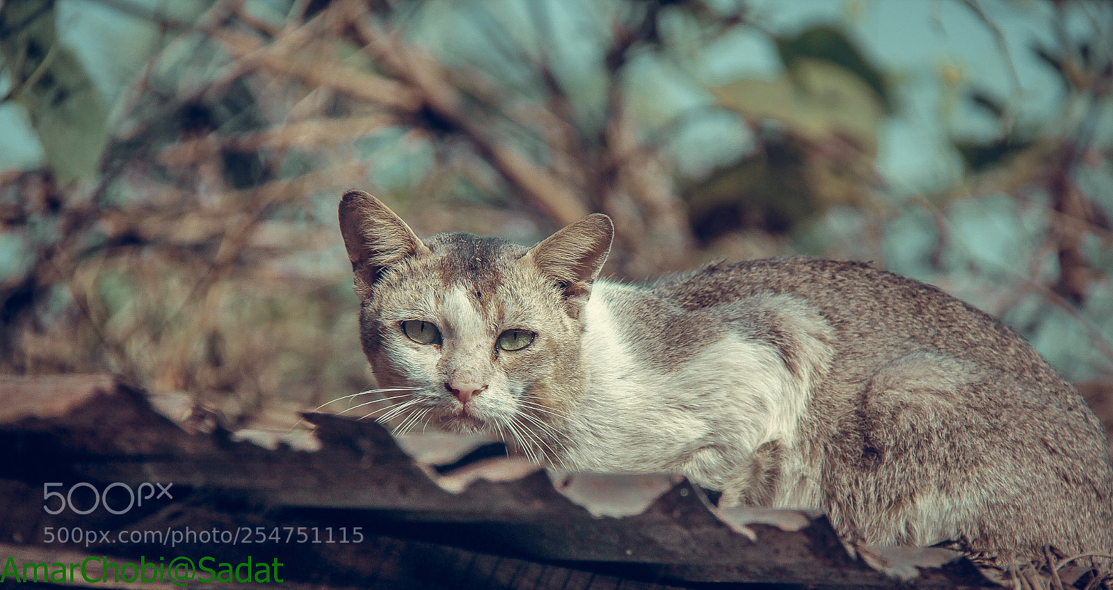 Canon EOS 60D sample photo. The eyes photography