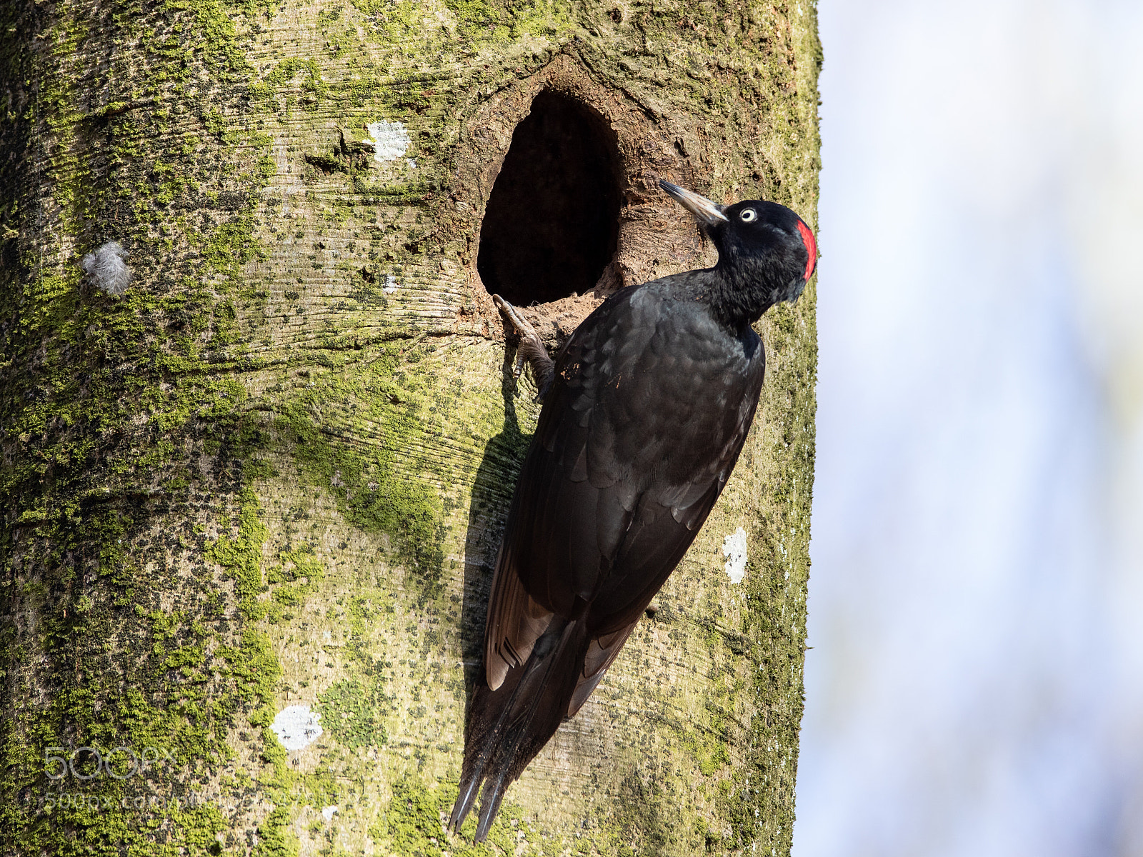 Canon EOS 7D Mark II sample photo. Black woodpecker. "dryocopus martius" photography