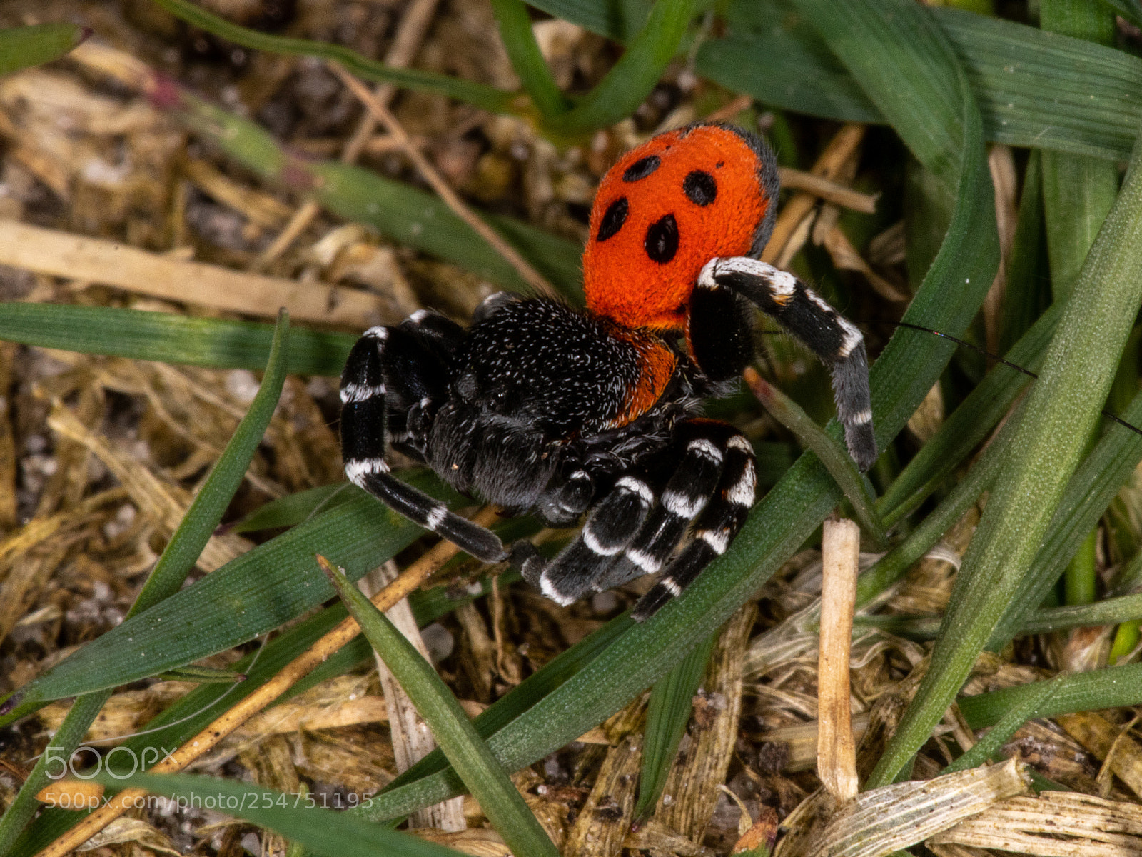 Canon EOS 80D sample photo. Ladybird spider "eresus sandaliatus" photography