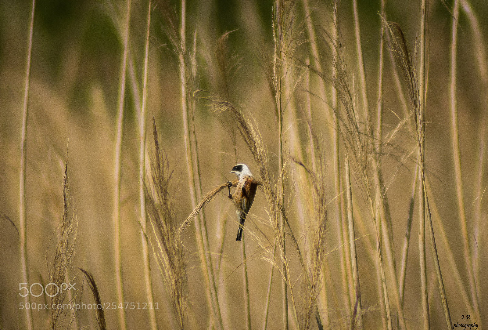 Nikon D7200 sample photo. Eurasian penduline tit photography