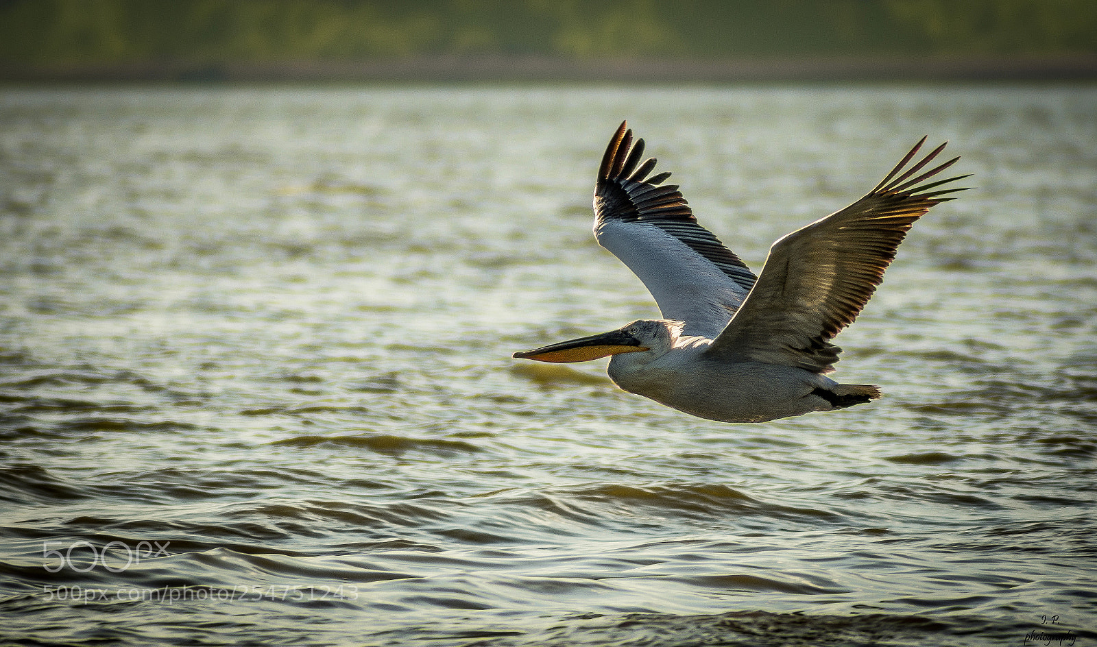 Nikon D7200 sample photo. Dalmatian pelican photography