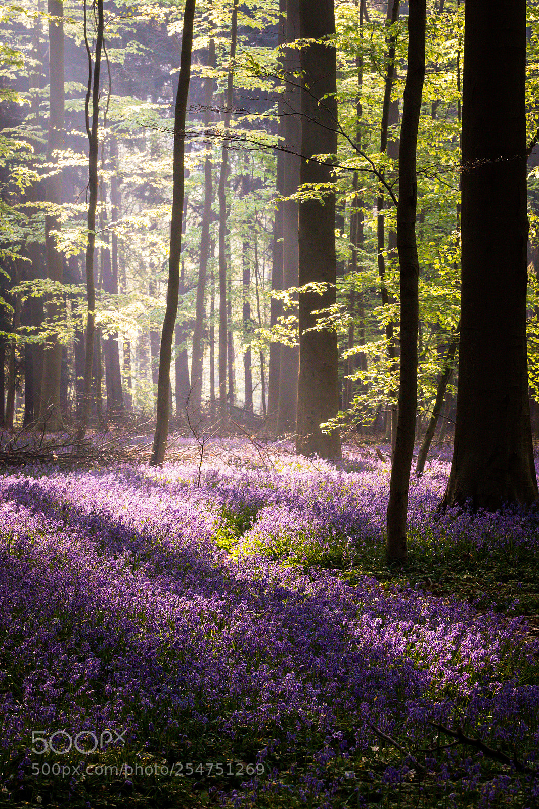 Canon EOS 7D Mark II sample photo. Hallerbos hyacinth photography