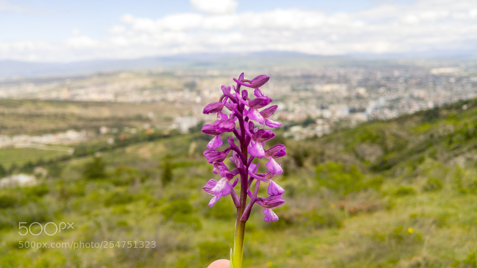 LG G4 sample photo. Spring flower photography