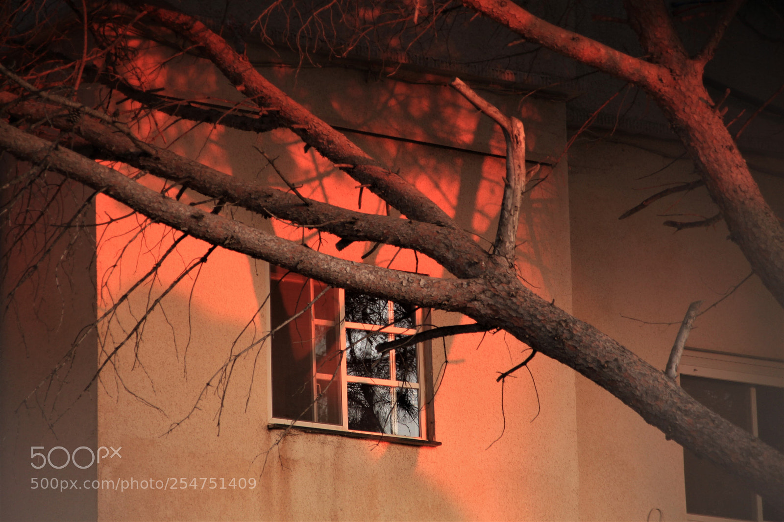 Canon EOS 700D (EOS Rebel T5i / EOS Kiss X7i) sample photo. Tree in the sunset photography