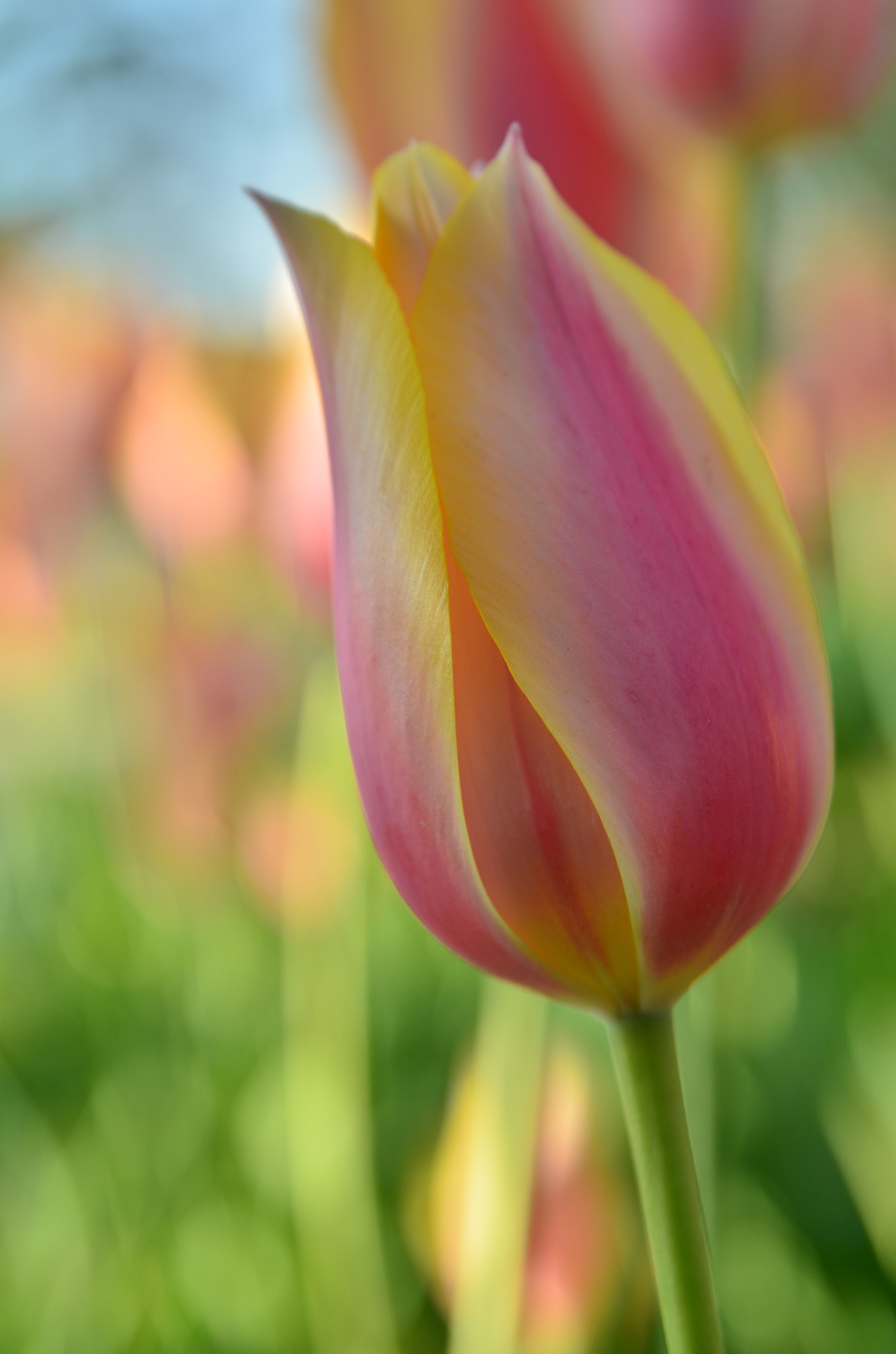 Nikon D7000 sample photo. Tulip festival photography