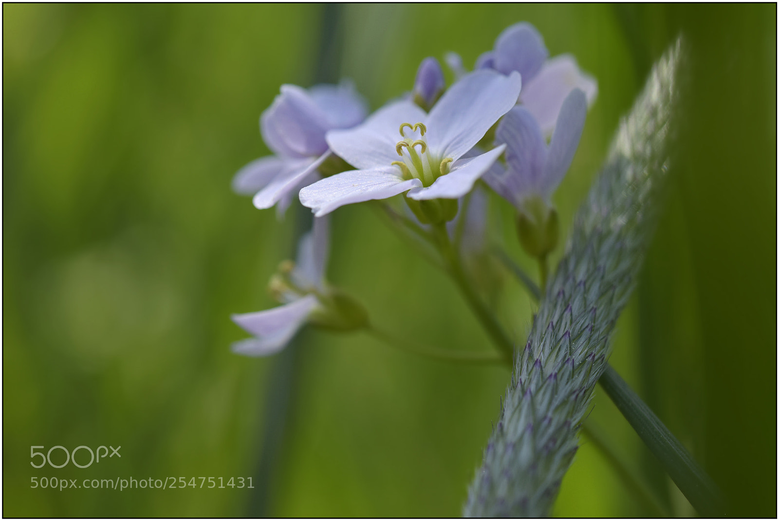 Nikon D3300 sample photo. …welcome, spring! – i... photography