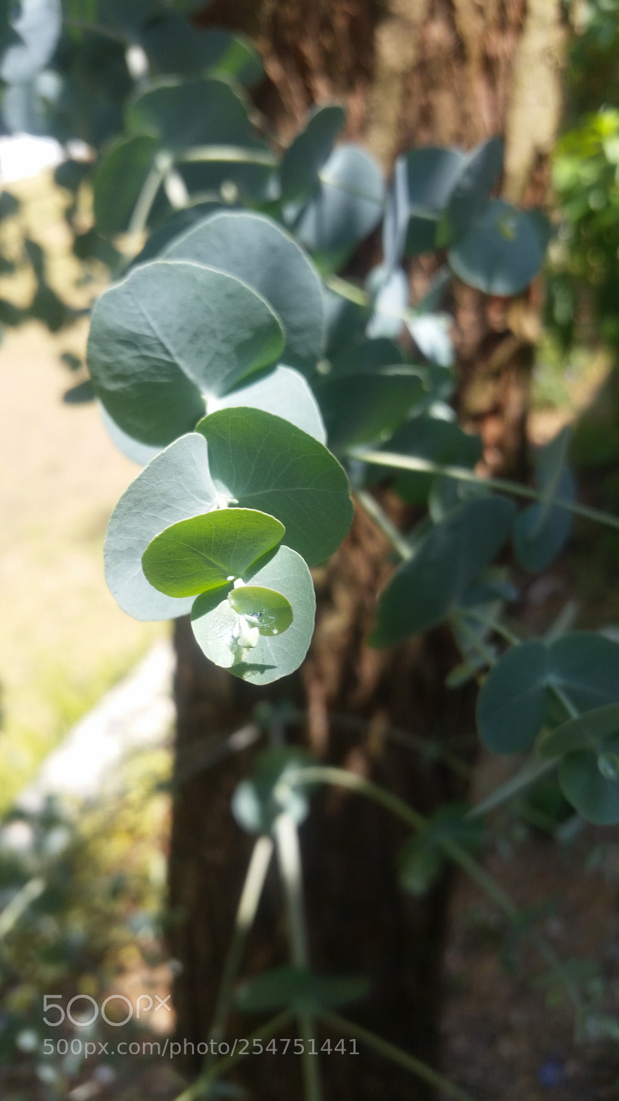 Samsung Galaxy S5 sample photo. Eucalipto photography