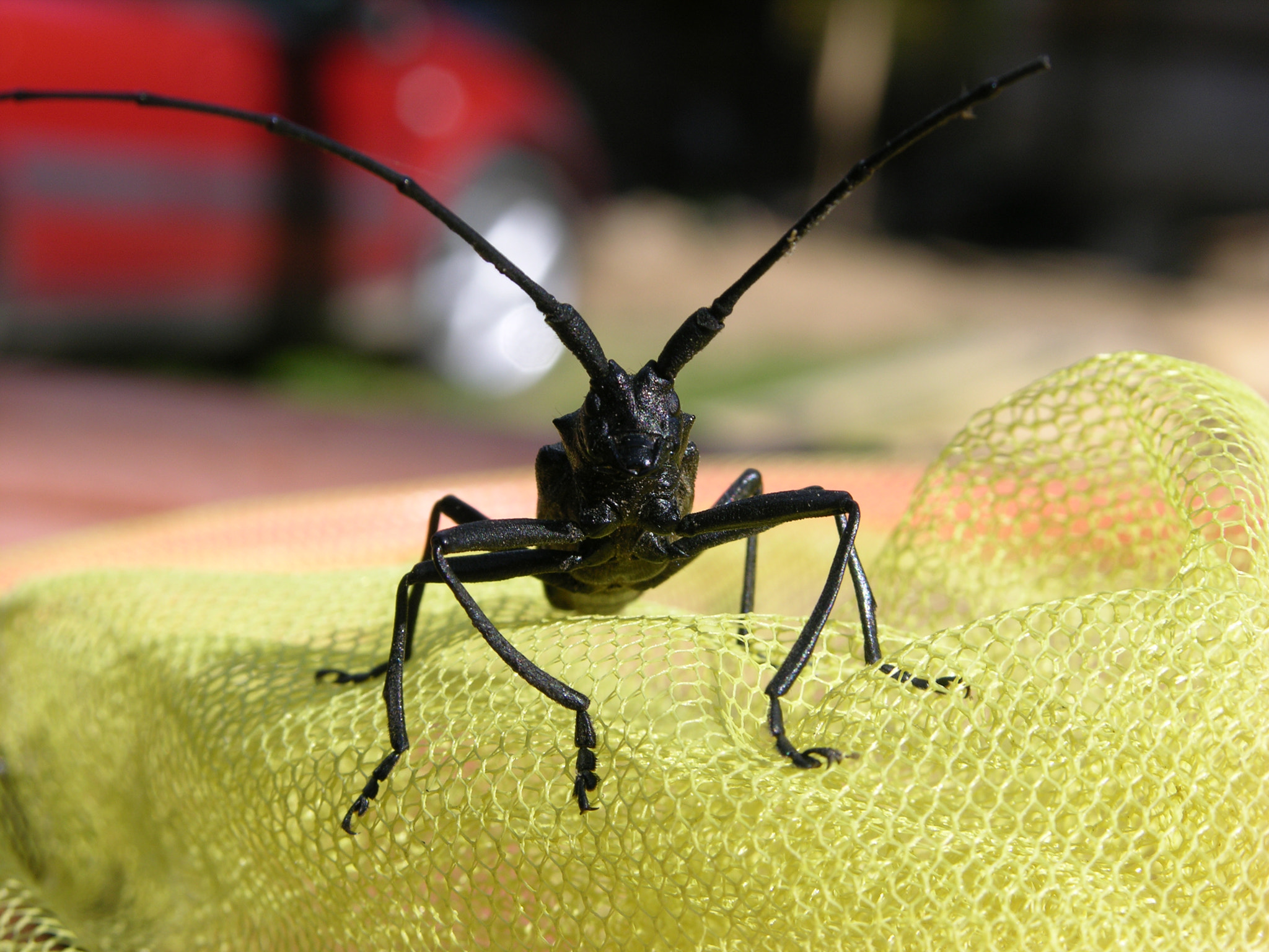 Nikon E8700 sample photo. Moustached bug photography