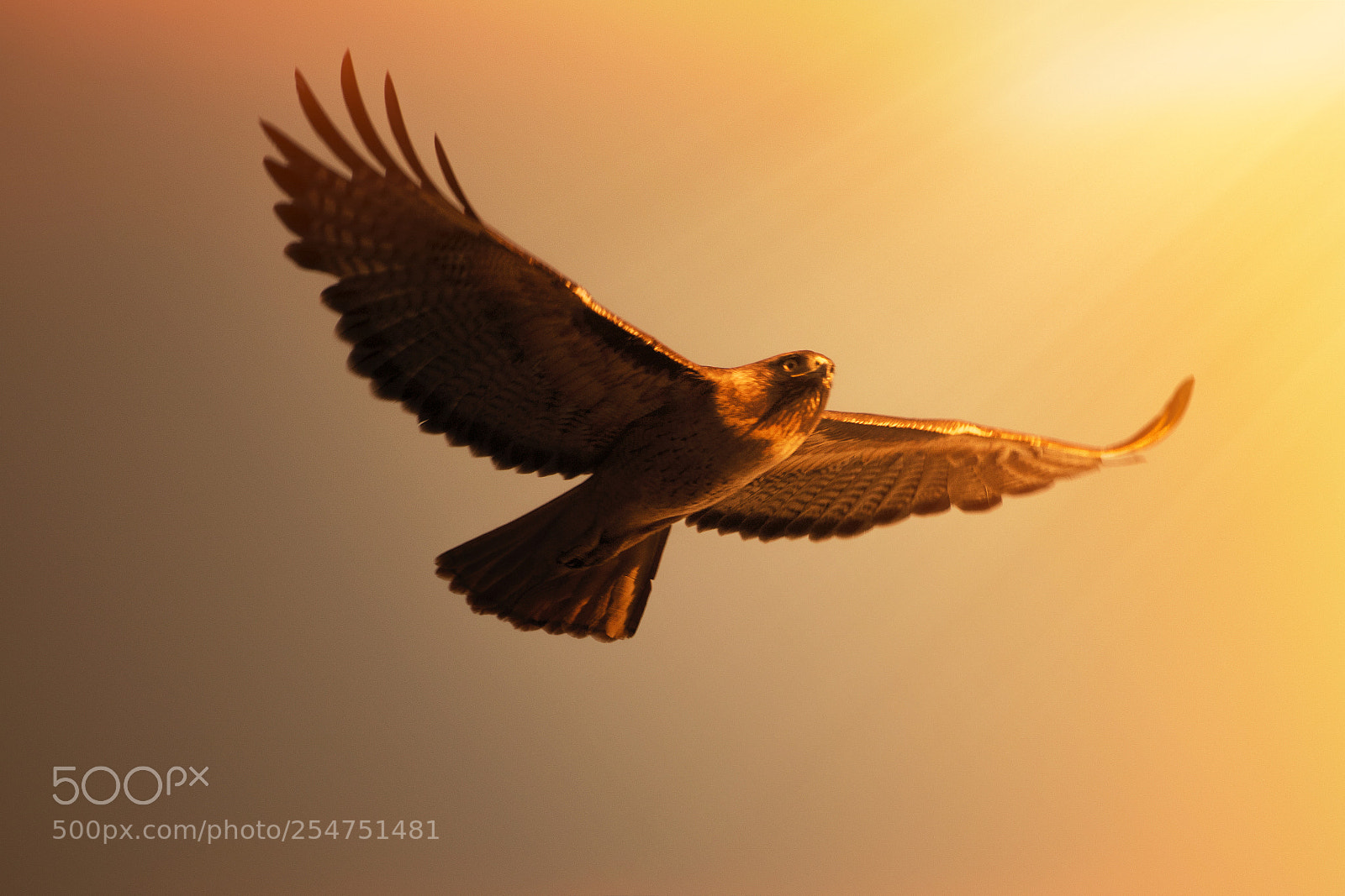 Canon EOS 750D (EOS Rebel T6i / EOS Kiss X8i) sample photo. Hawk sunset hunt photography