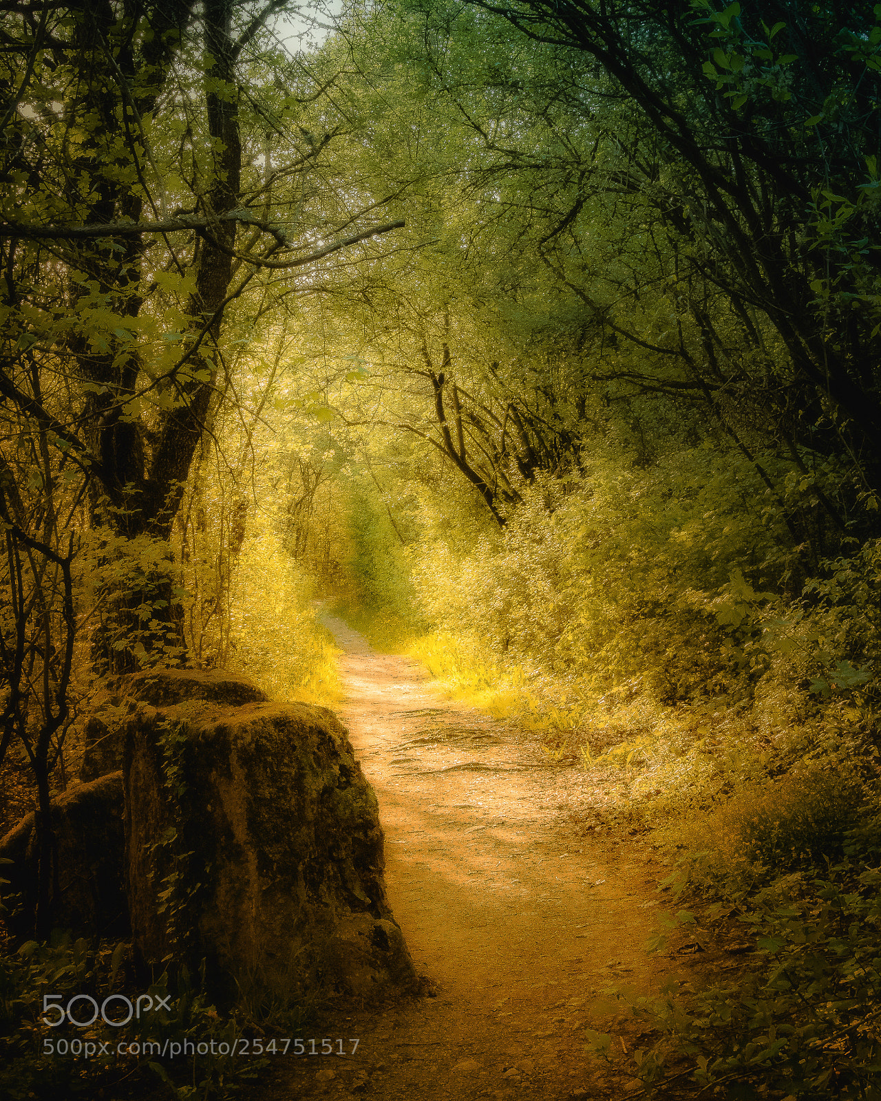 Nikon D7500 sample photo. Waldweg - forest path photography