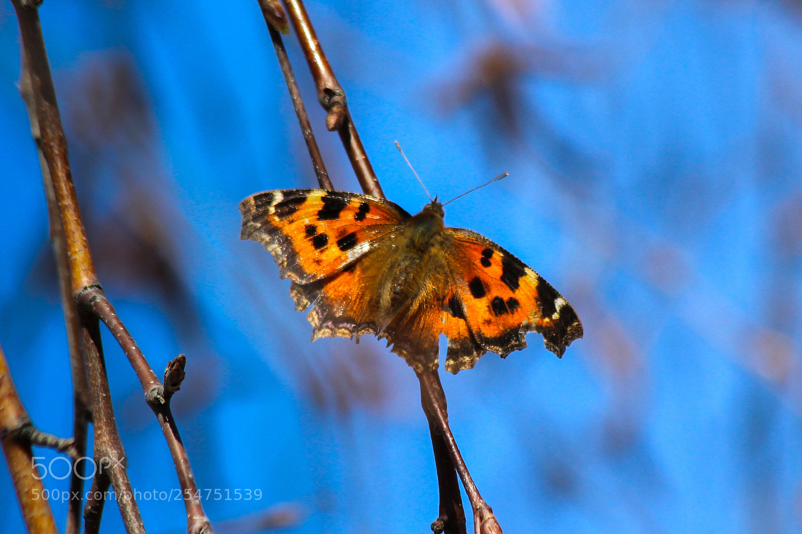 Canon EOS 600D (Rebel EOS T3i / EOS Kiss X5) sample photo. Aglais urticae photography