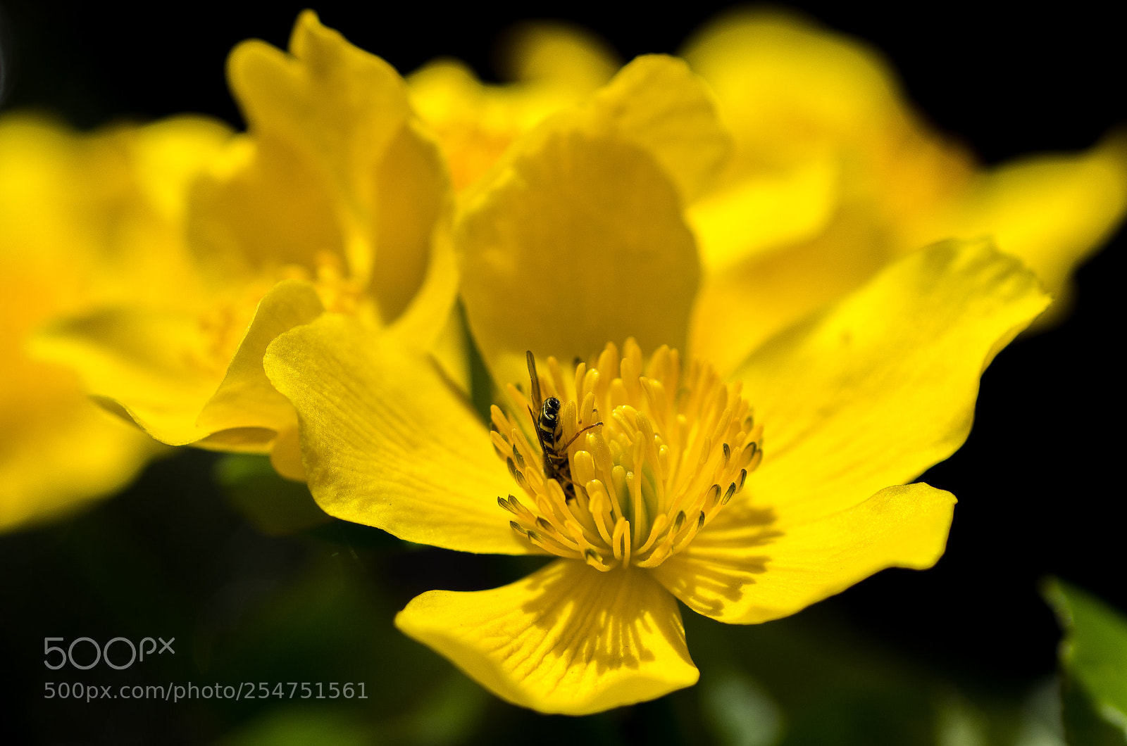 Pentax K-5 sample photo. Fowers 2018 photography