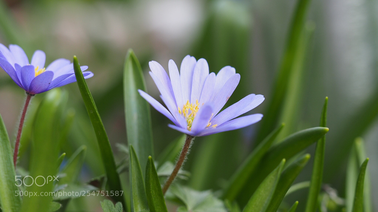Olympus OM-D E-M1 sample photo. Flower photography