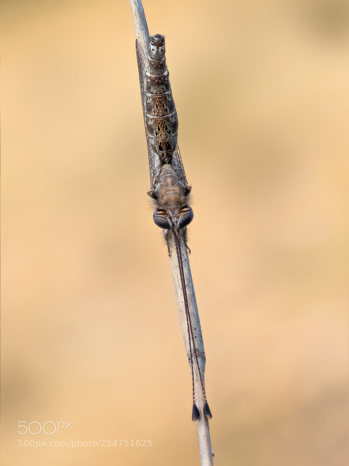 Olympus OM-D E-M1 sample photo. Ululodes quadripunctatus photography