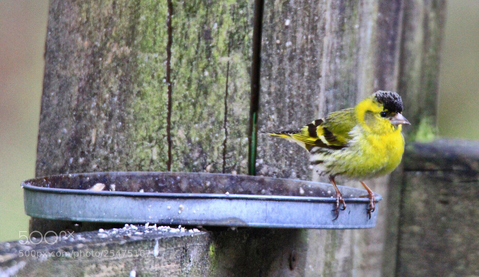 Canon EOS 60D sample photo. Siskin photography