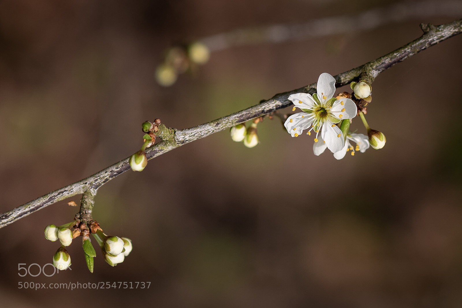Canon EOS 7D Mark II sample photo. Blossom photography