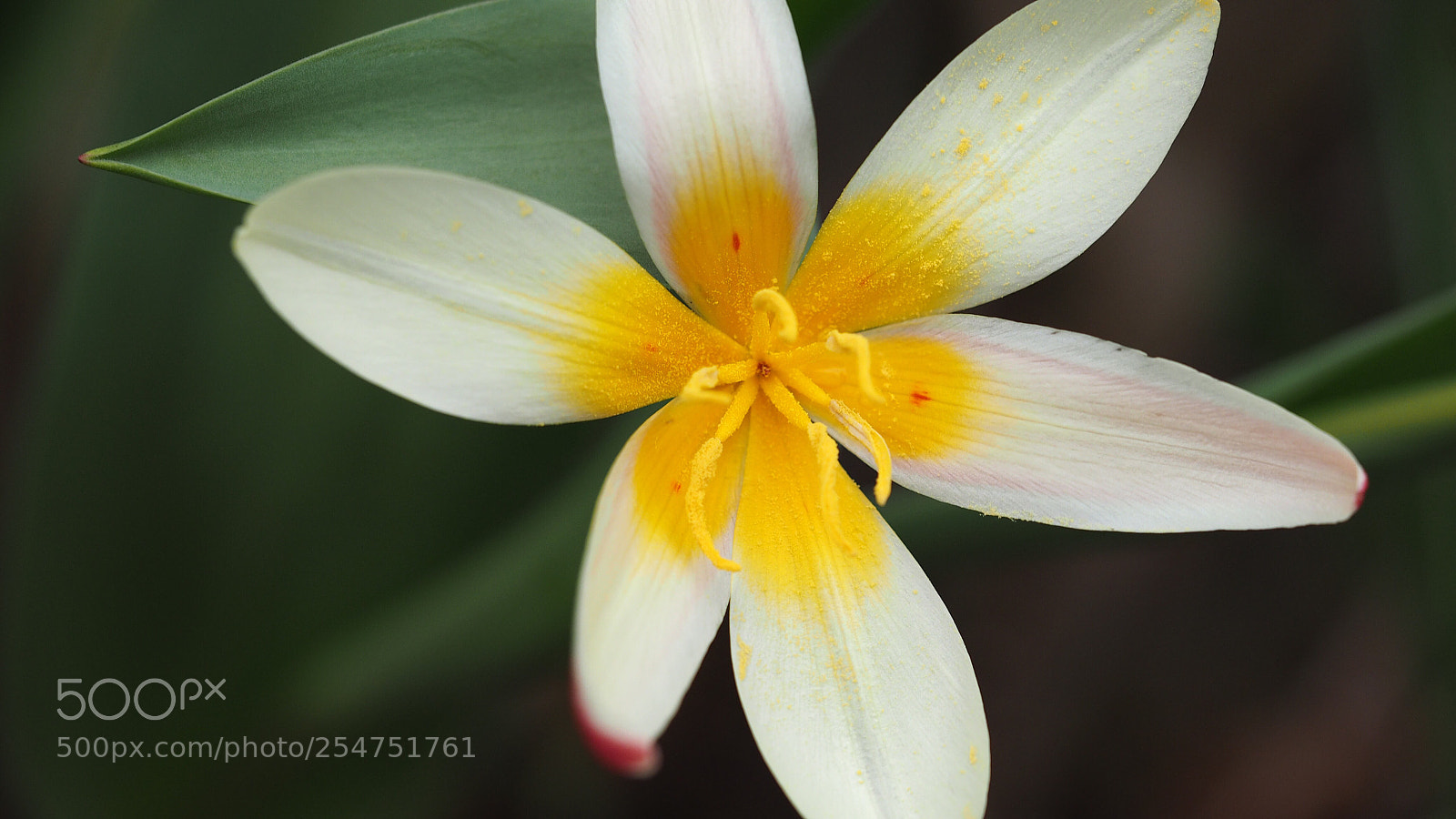 Olympus OM-D E-M1 sample photo. White tulip photography