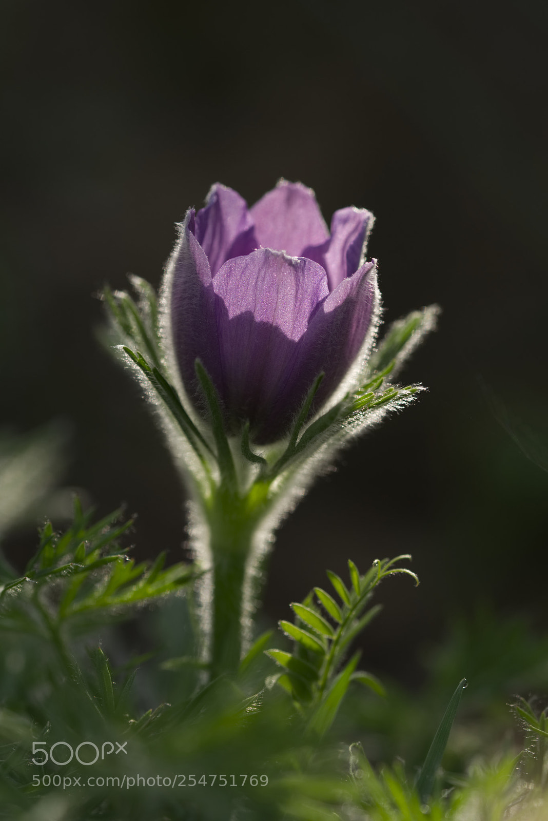 Nikon D3300 sample photo. Pulsatilla slavica photography