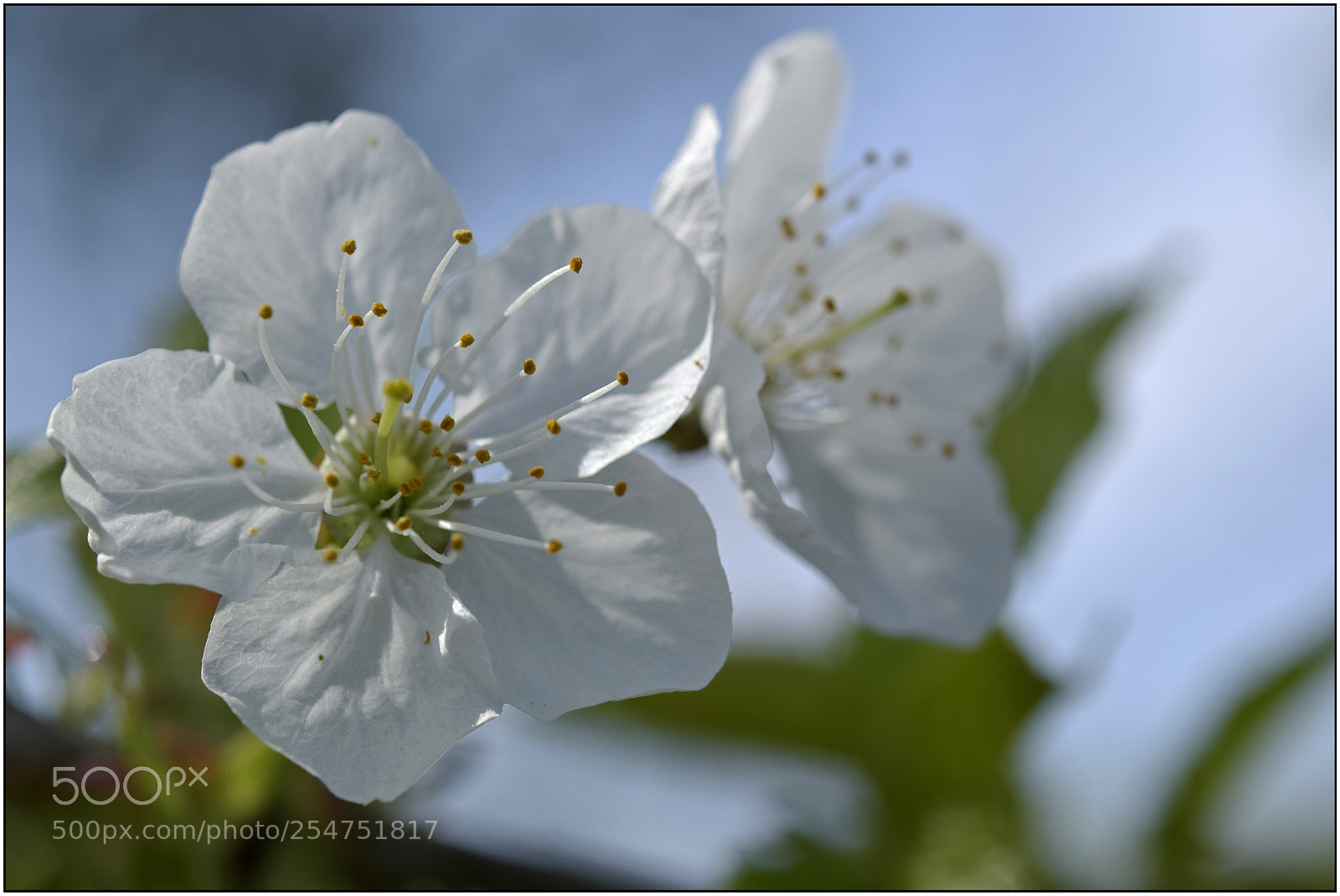 Nikon D3300 sample photo. …welcome, spring! – ii... photography