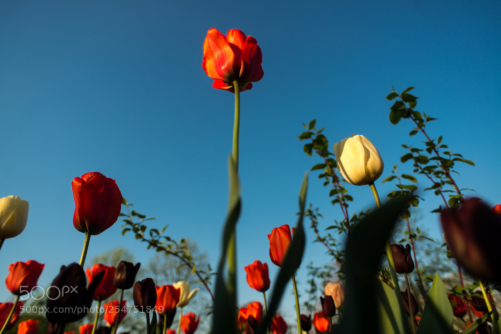 Nikon D800 sample photo. Regent's park london. flowers photography