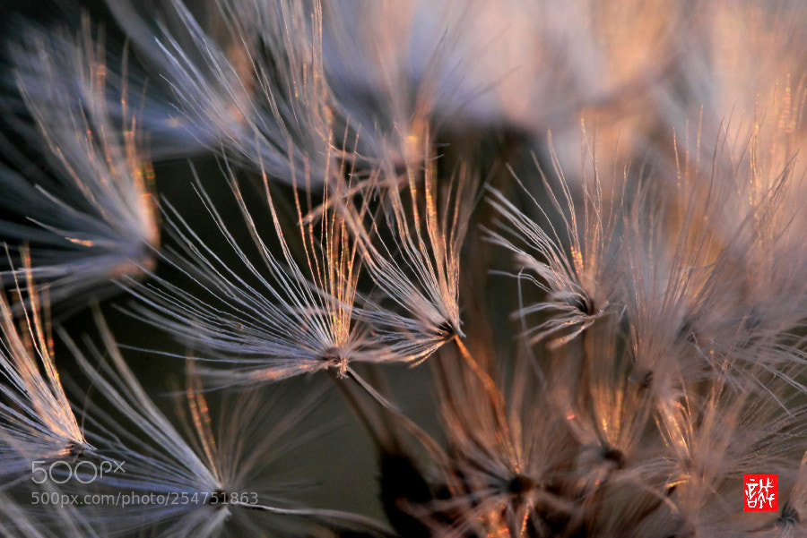 Panasonic Lumix DMC-GX7 sample photo. Sunrise 0421 photography